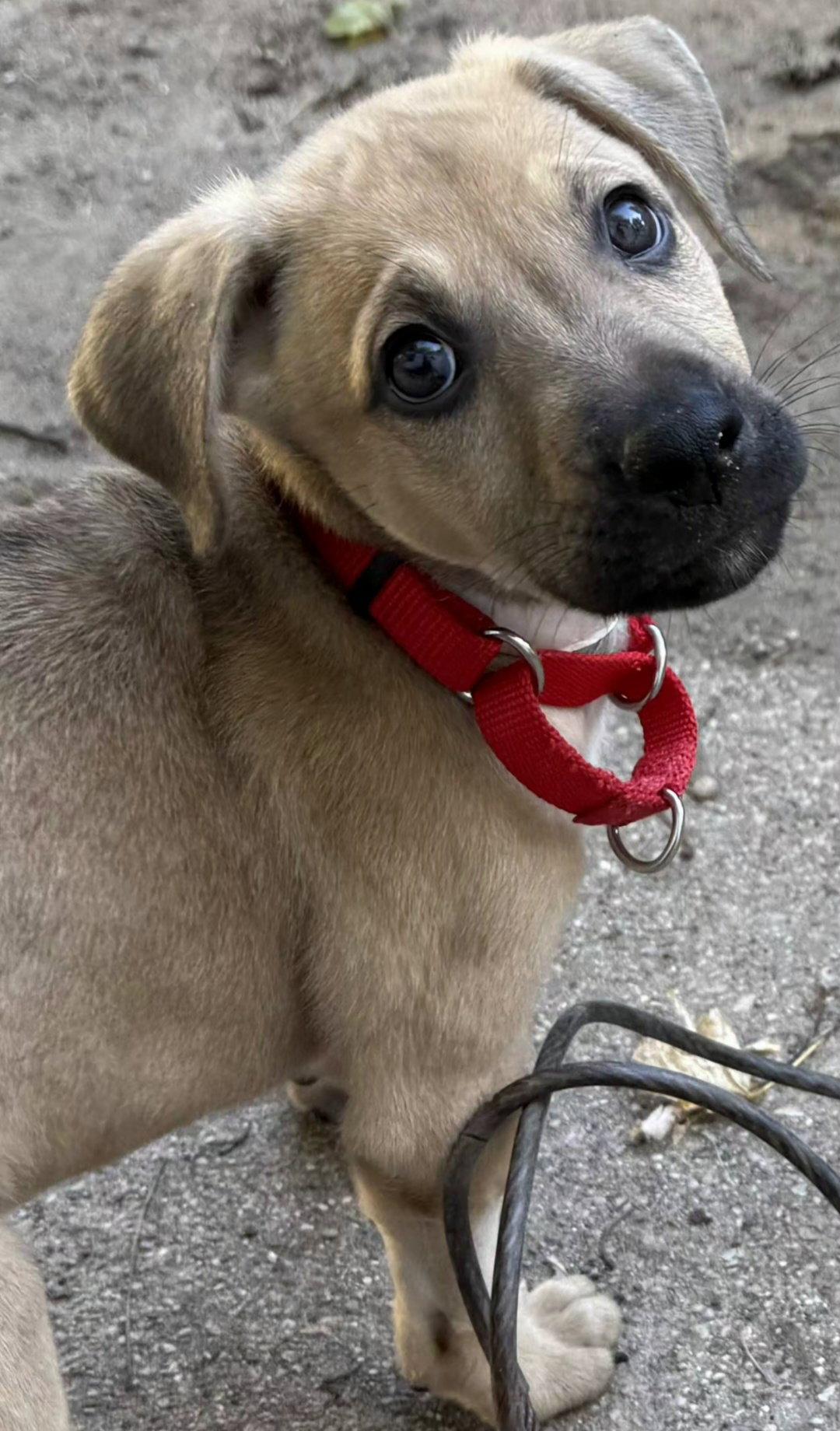 Enlarge Alfie, a Adoptable mixed breed in Oxford, MI image 2/3