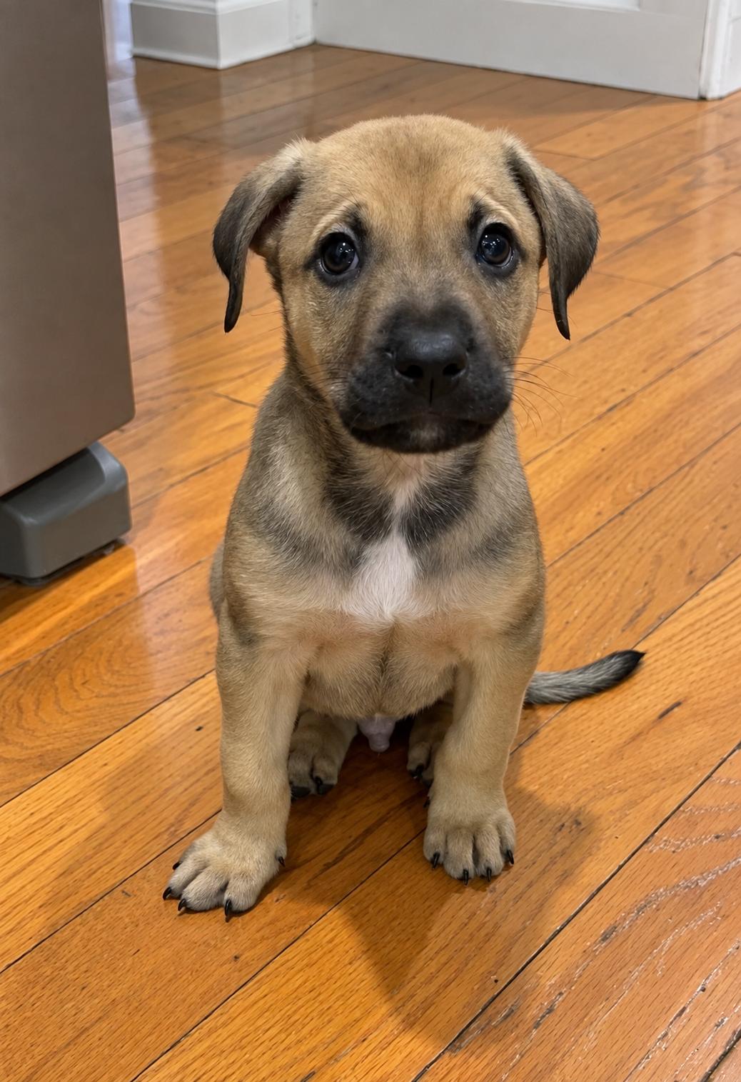 Enlarge Alfie, a Adoptable mixed breed in Oxford, MI image 3/3