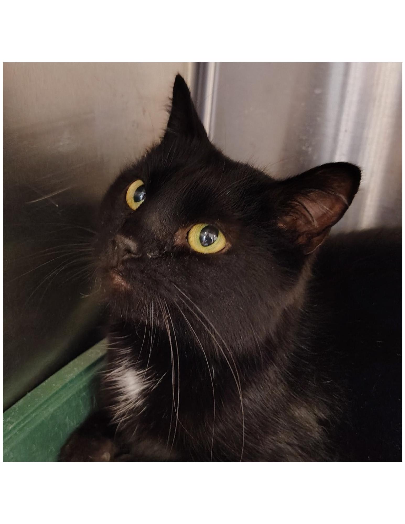 Enlarge Glendora, a Adoptable Domestic Short Hair in Indiana, PA image 2/3