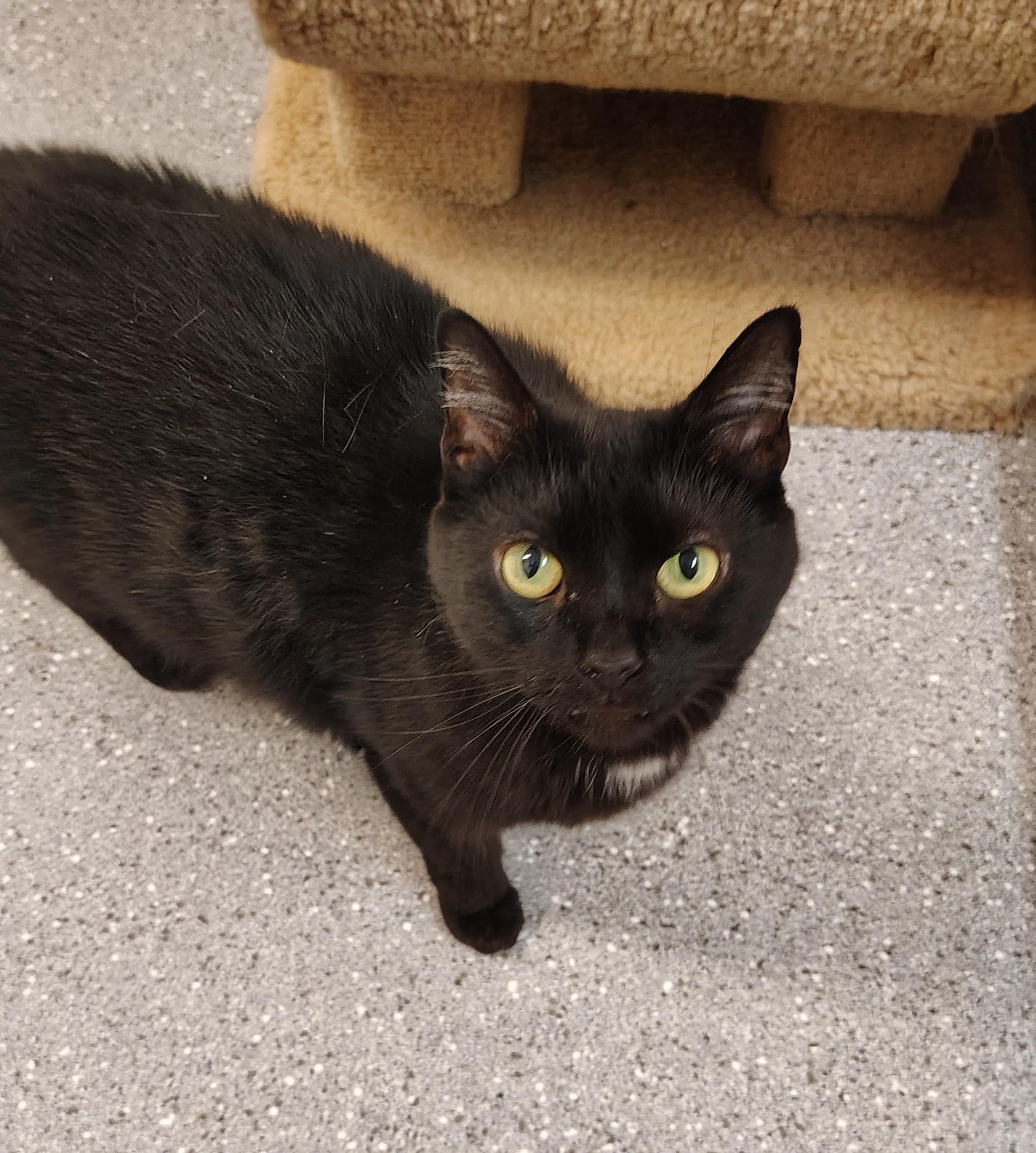 Enlarge Glendora, a Adoptable Domestic Short Hair in Indiana, PA image 1/3