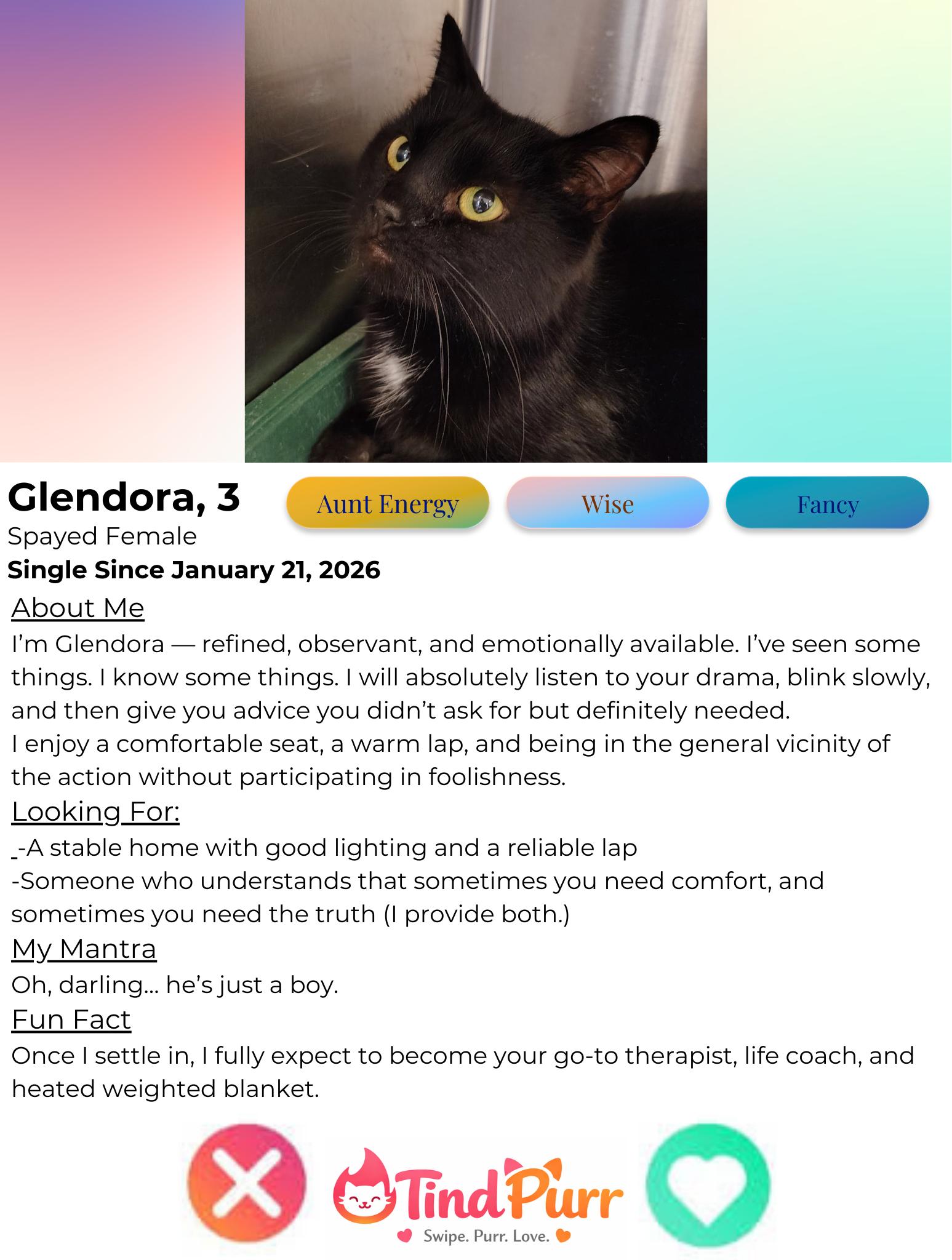 Enlarge Glendora, a Adoptable Domestic Short Hair in Indiana, PA image 3/3