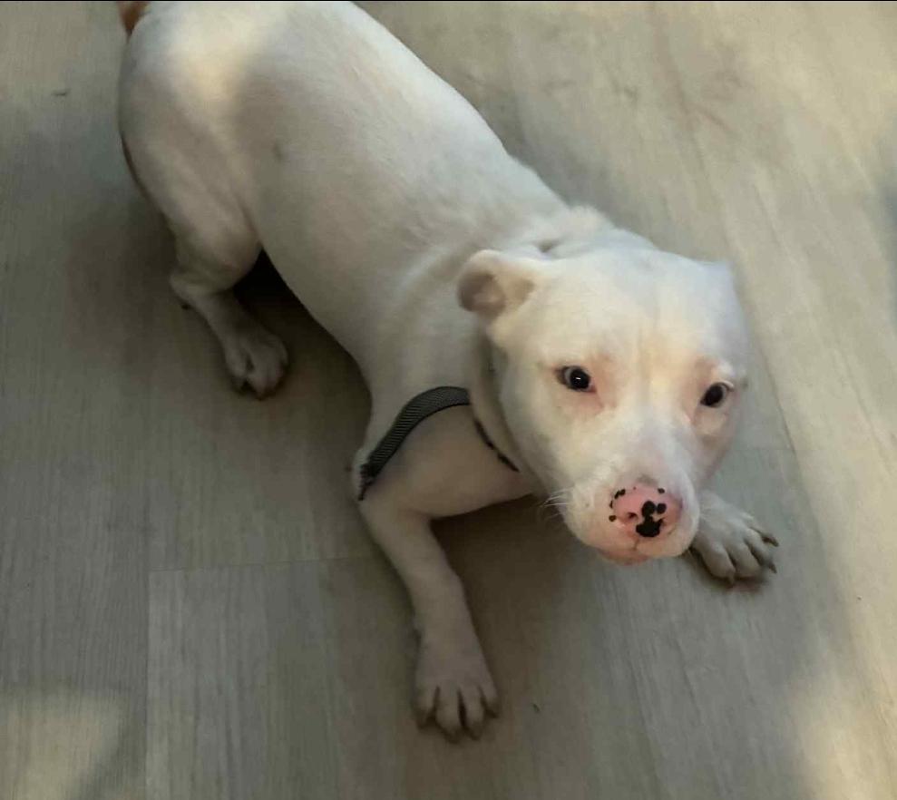 Coco - COURTESY POST, a Adoptable mixed breed in atlantic highlands, NJ image 2/3