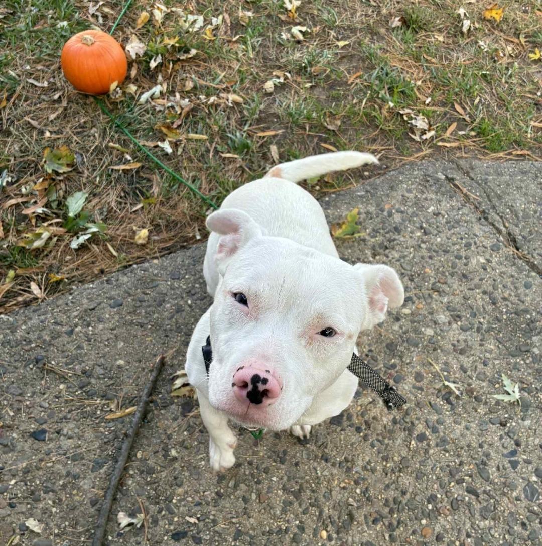 Coco - COURTESY POST, Adoptable, Young Female Shih Tzu & Pit Bull Terrier.