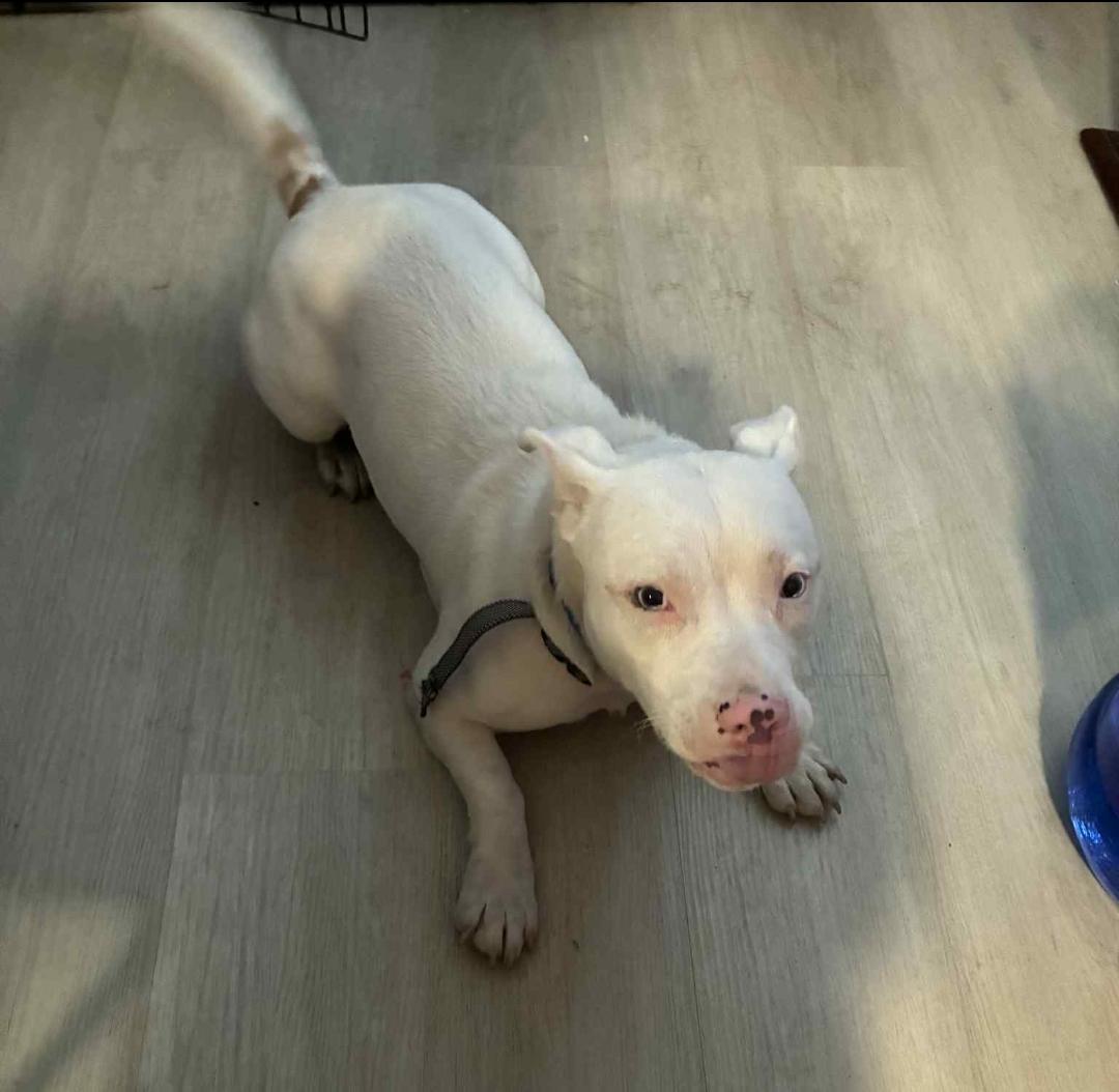 Coco - COURTESY POST, a Adoptable mixed breed in atlantic highlands, NJ image 3/3