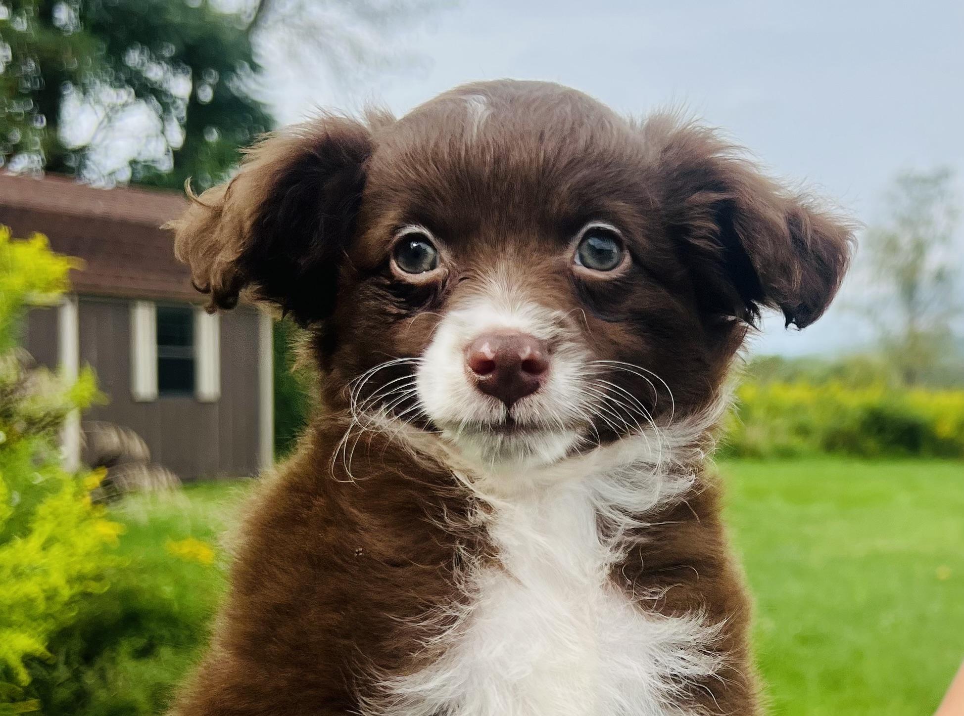 KIERNEY, Adopted, Puppy Female Aussiedoodle.