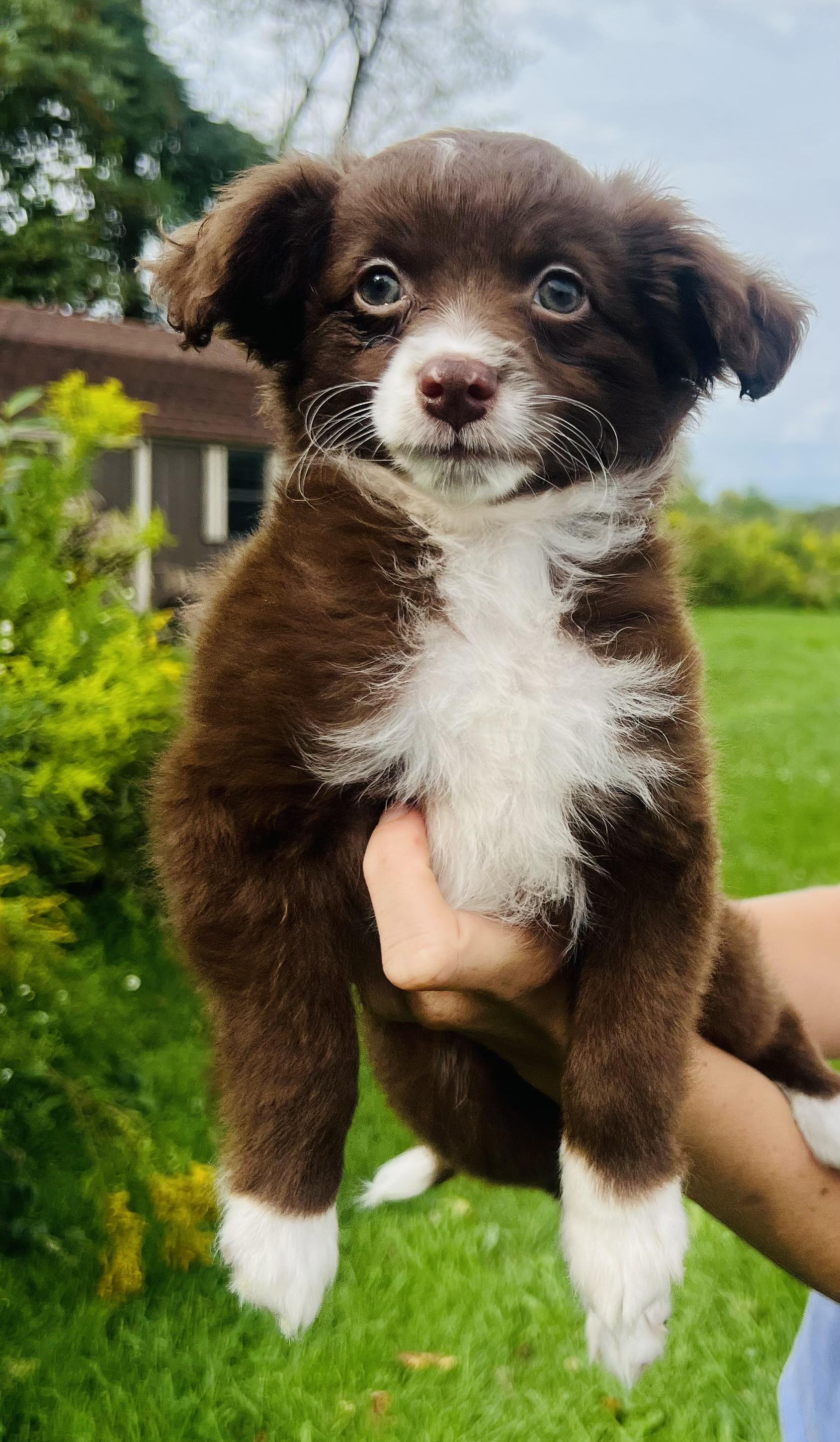 Enlarge KIERNEY, a Adopted Aussiedoodle in Belmont, NY image 2/3