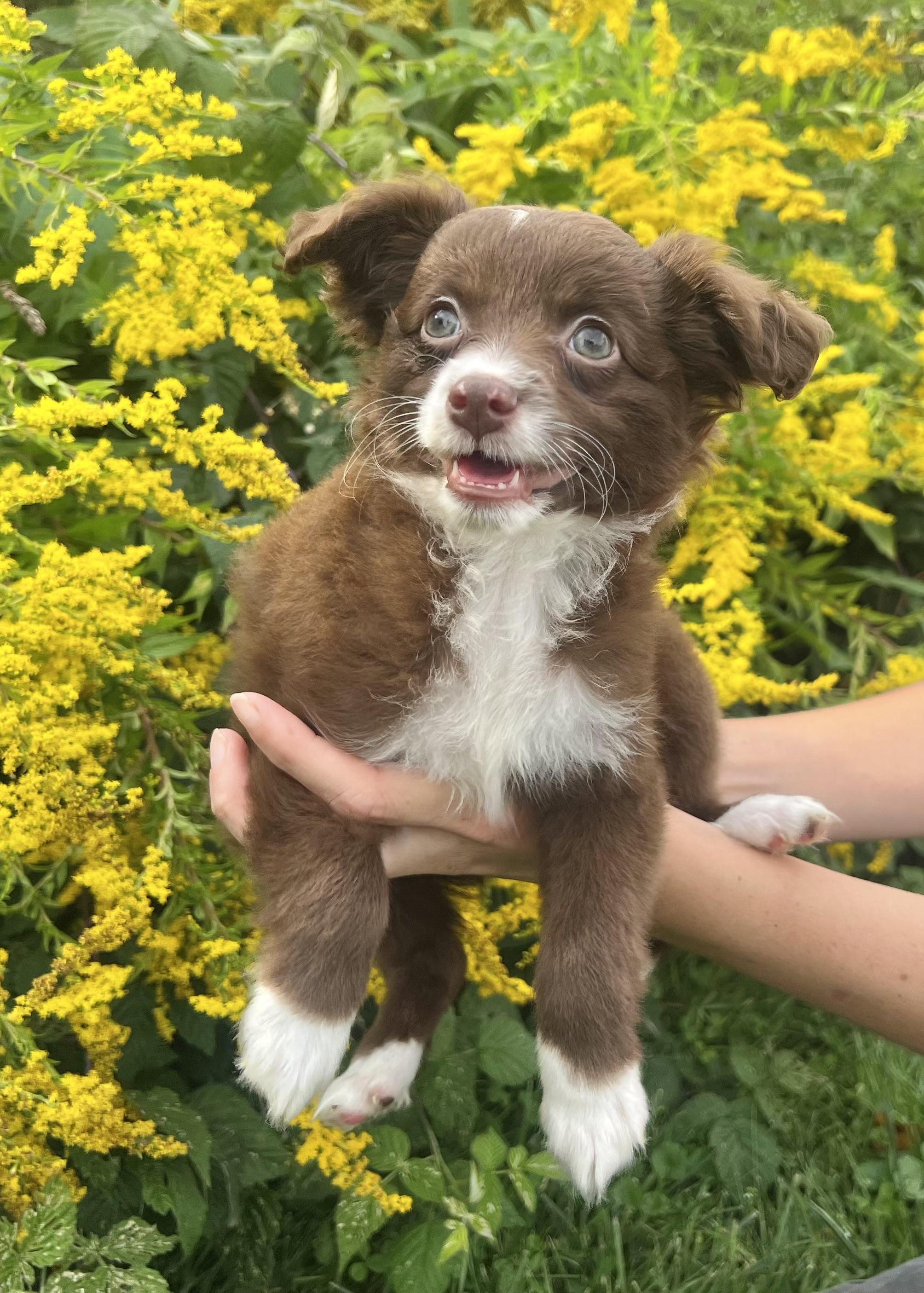 Enlarge KIERNEY, a Adopted Aussiedoodle in Belmont, NY image 3/3