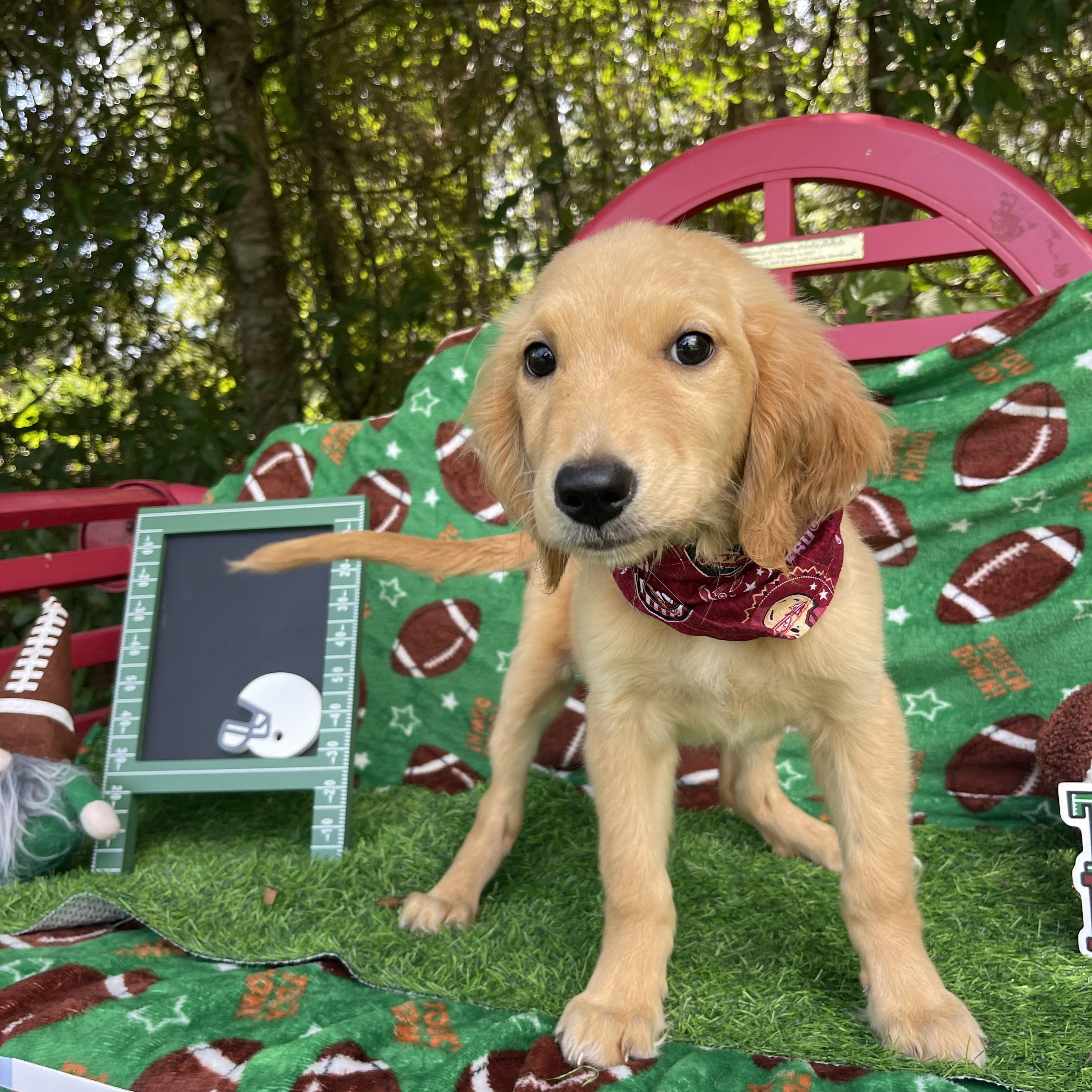 Jinxy, an adopted Golden Retriever in Sebring, FL image 6/6