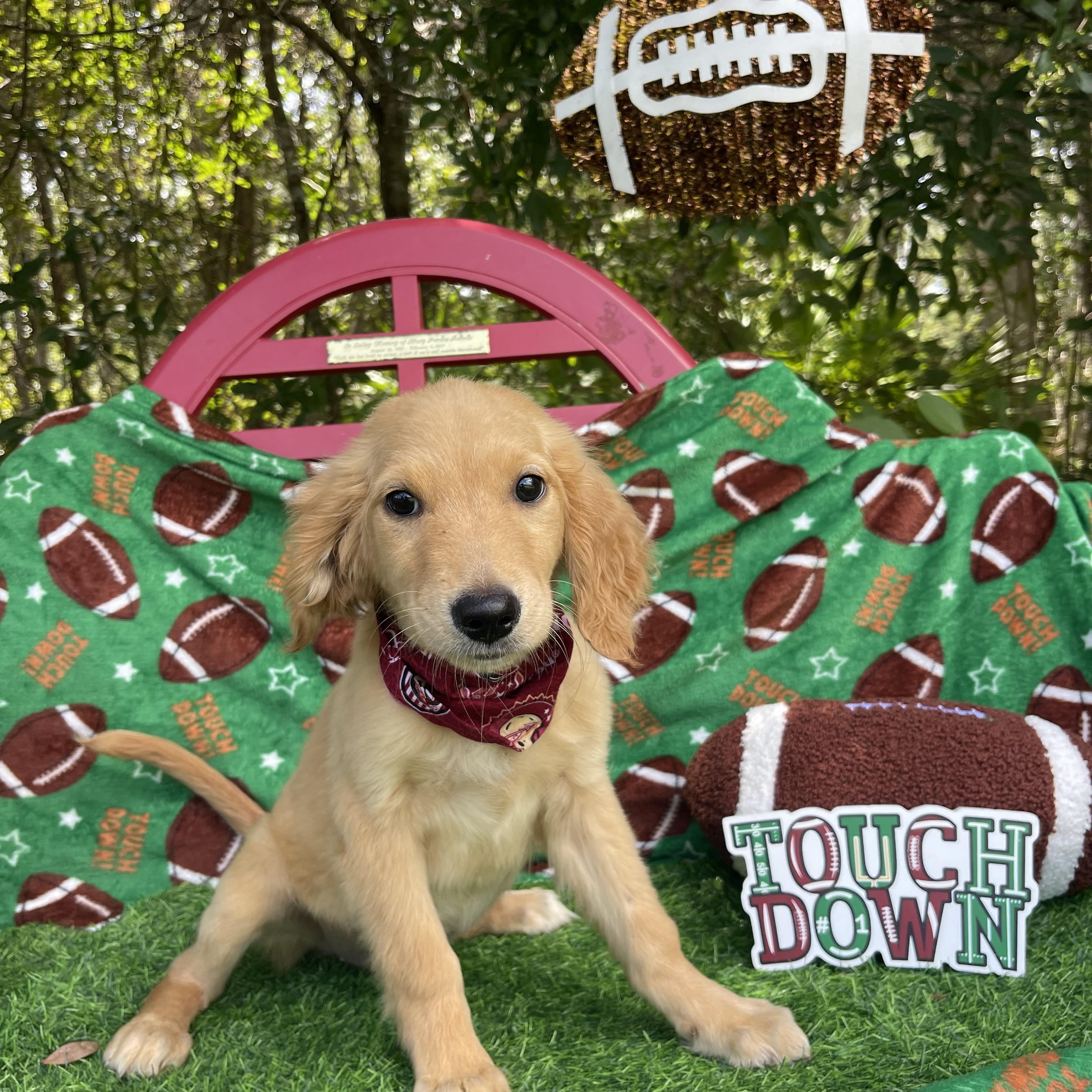 Jinxy, an adopted Golden Retriever in Sebring, FL image 2/6
