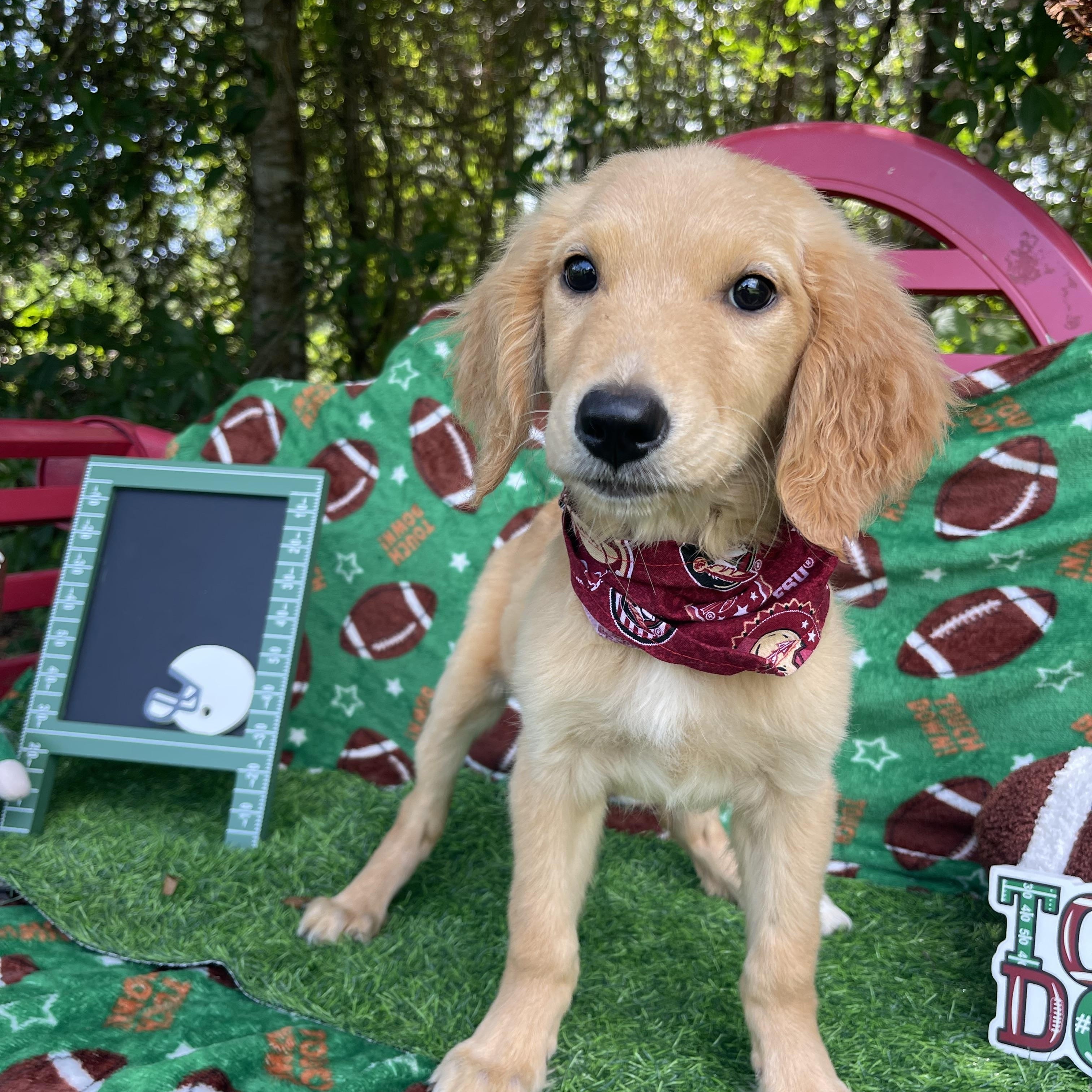 Jinxy, an adopted Golden Retriever in Sebring, FL image 5/6