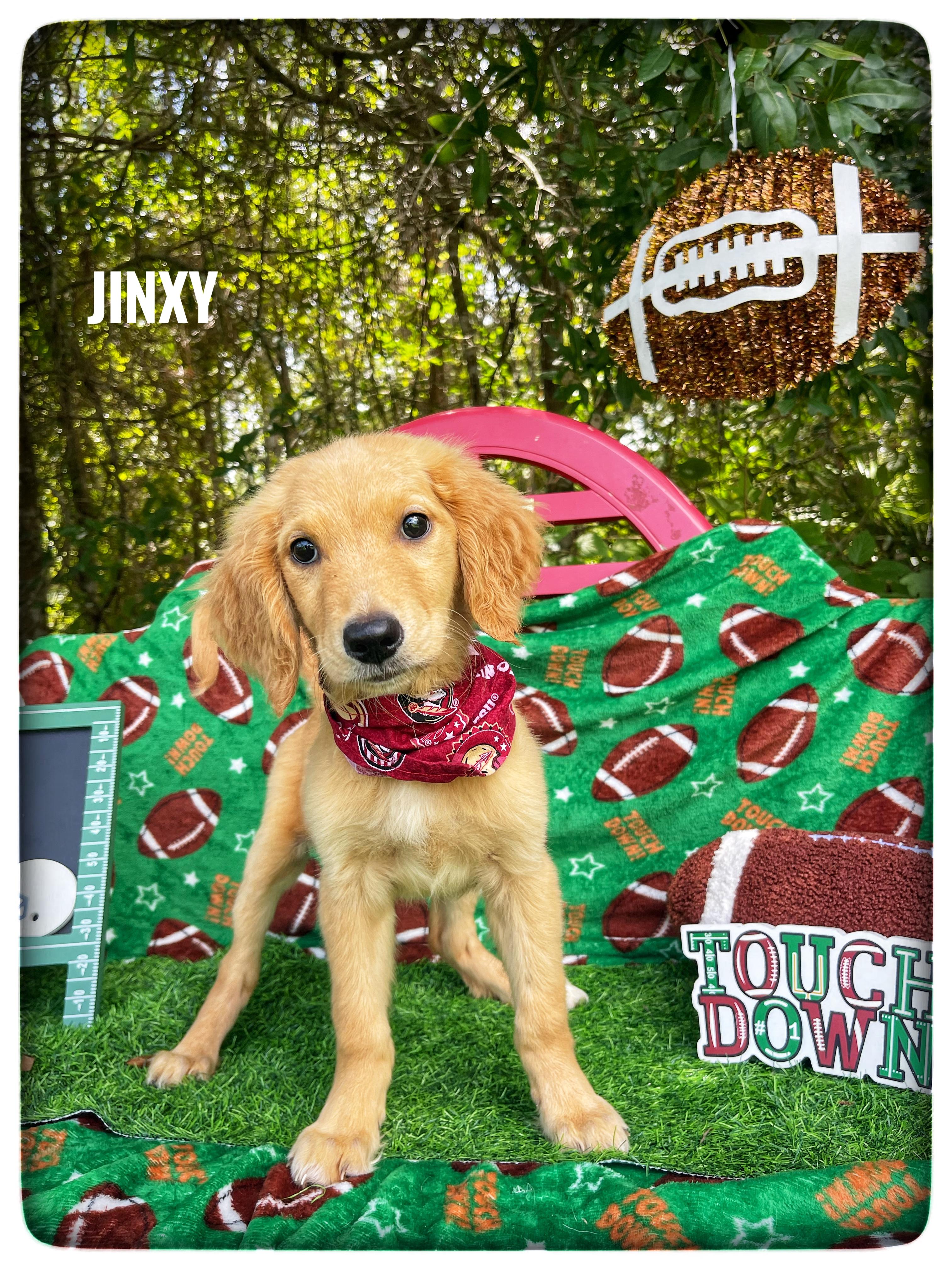 Jinxy, adopted, Puppy Female Golden Retriever.