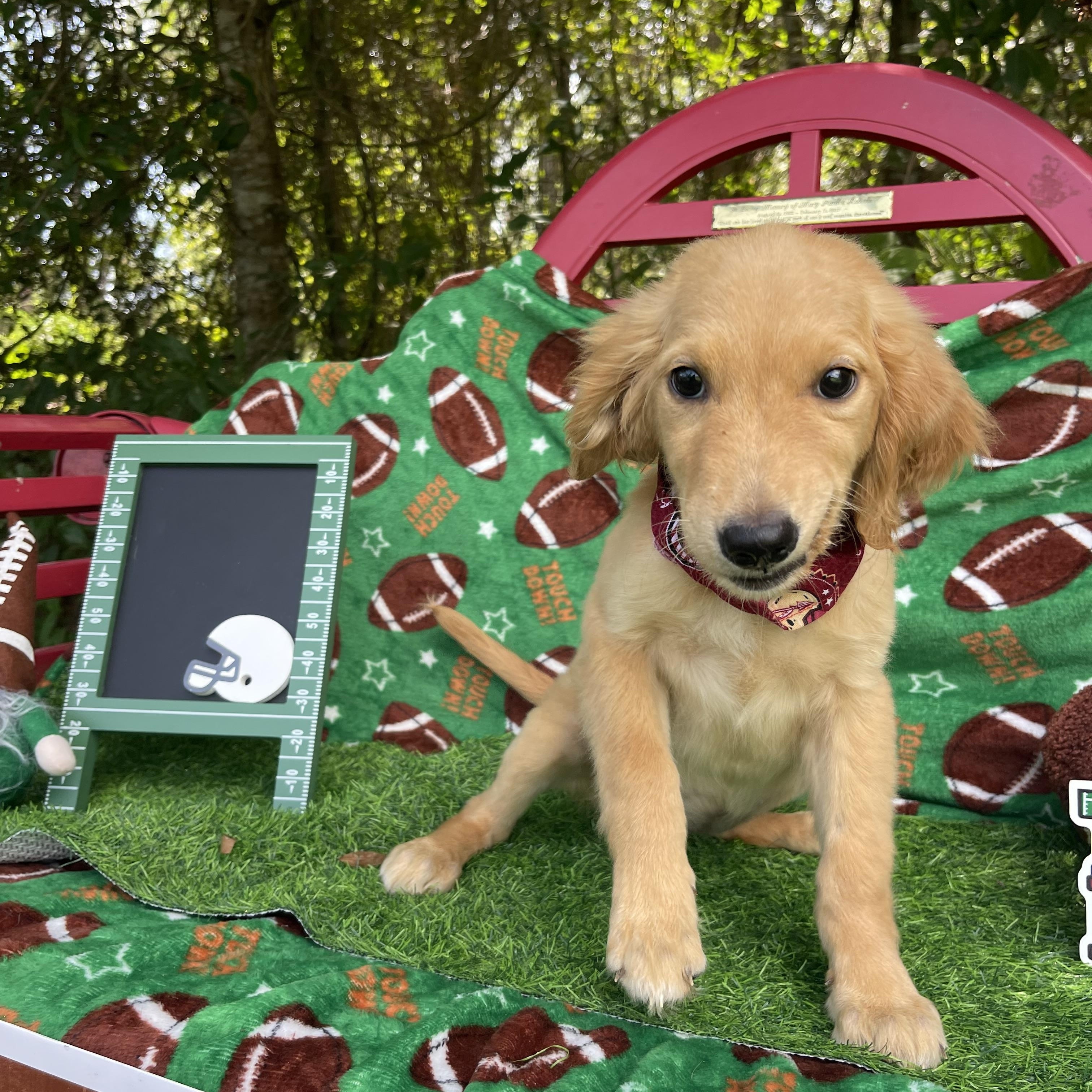 Jinxy, an adopted Golden Retriever in Sebring, FL image 3/6