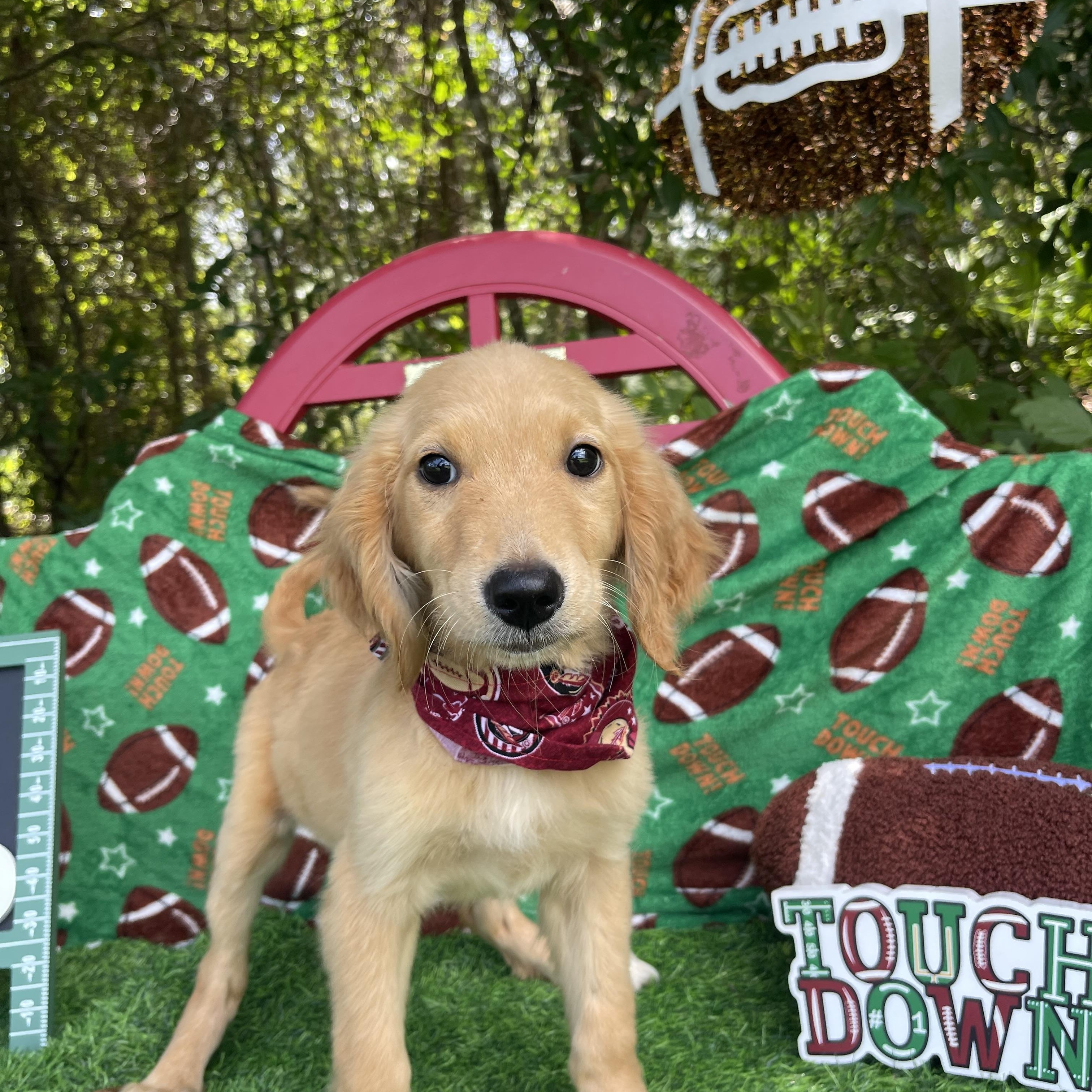 Jinxy, an adopted Golden Retriever in Sebring, FL image 4/6