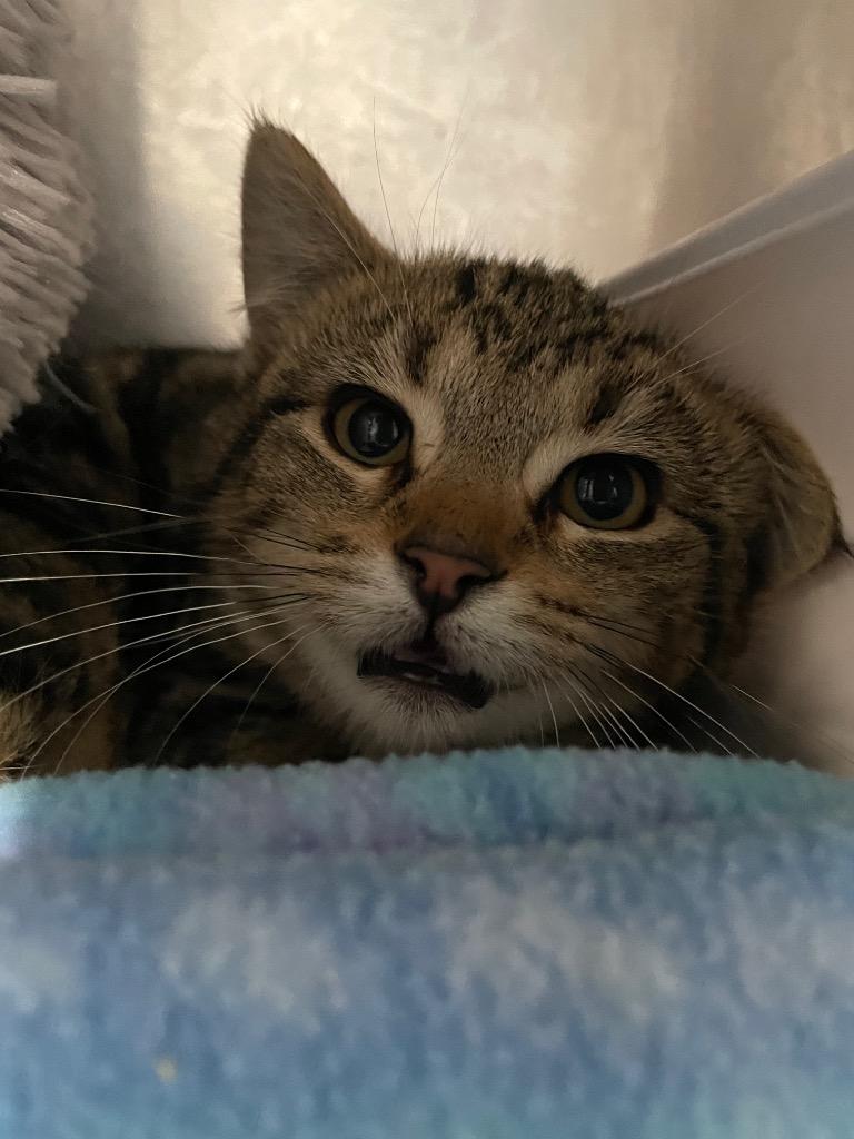 Enlarge Mia5 Lisa, a Adoptable mixed breed in Ashland, WI image 1/2