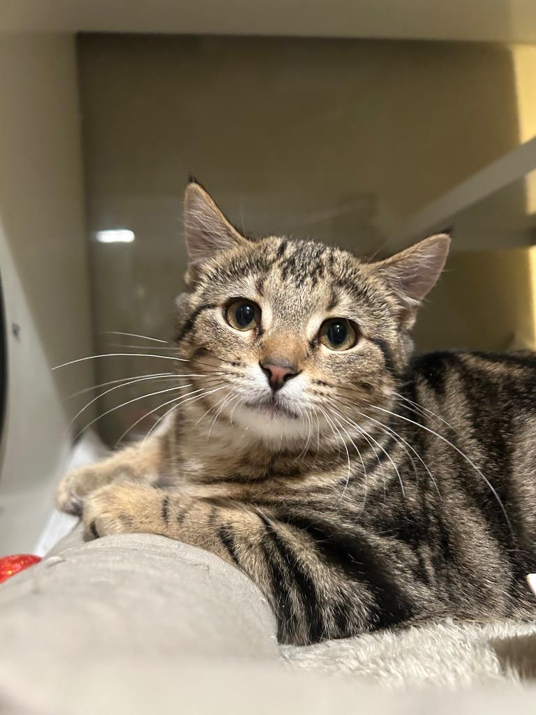 Enlarge Mia5 Lisa, a Adoptable mixed breed in Ashland, WI image 2/2