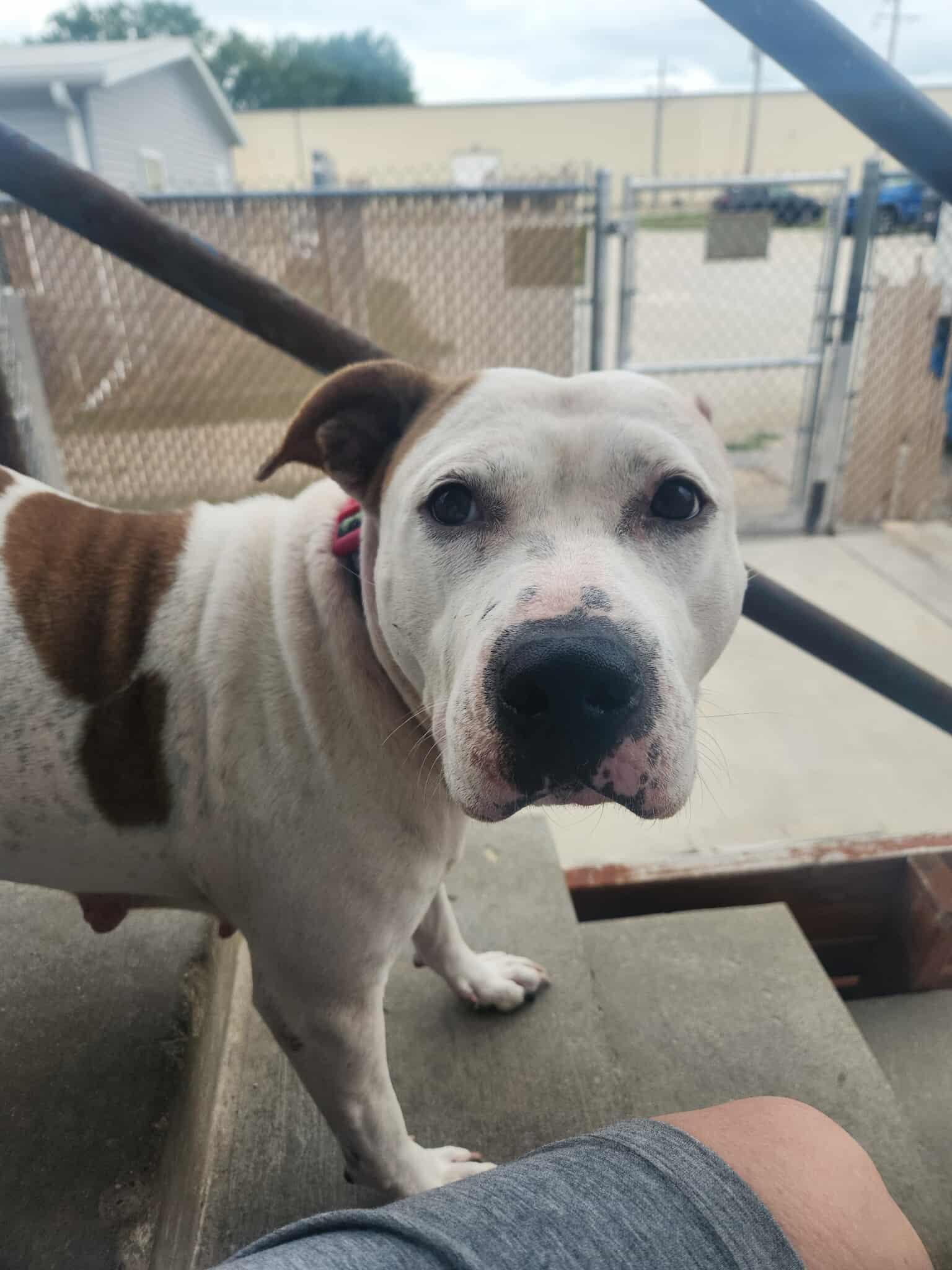 Angel, Adoptable, Adult Female Pit Bull Terrier.