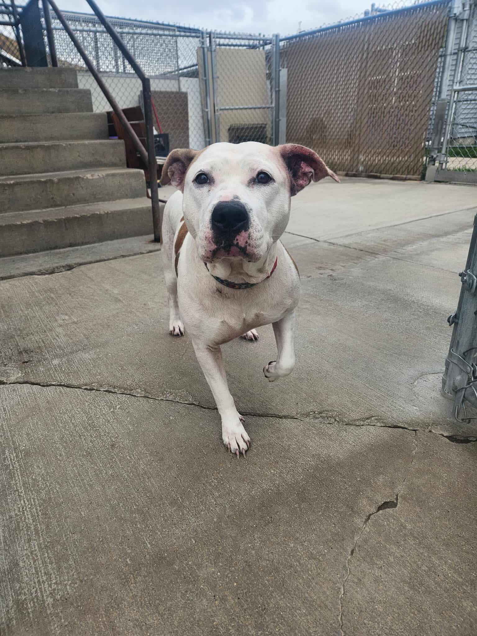 Enlarge Angel, a Adoptable mixed breed in La Salle, IL image 2/3