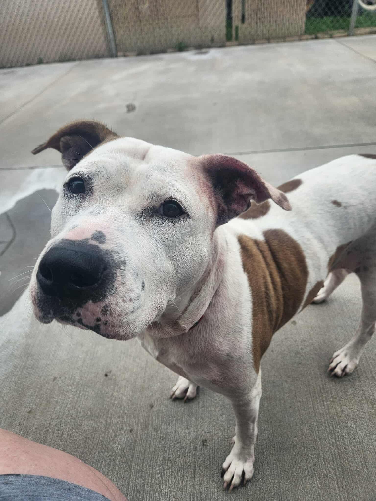 Enlarge Angel, a Adoptable mixed breed in La Salle, IL image 3/3