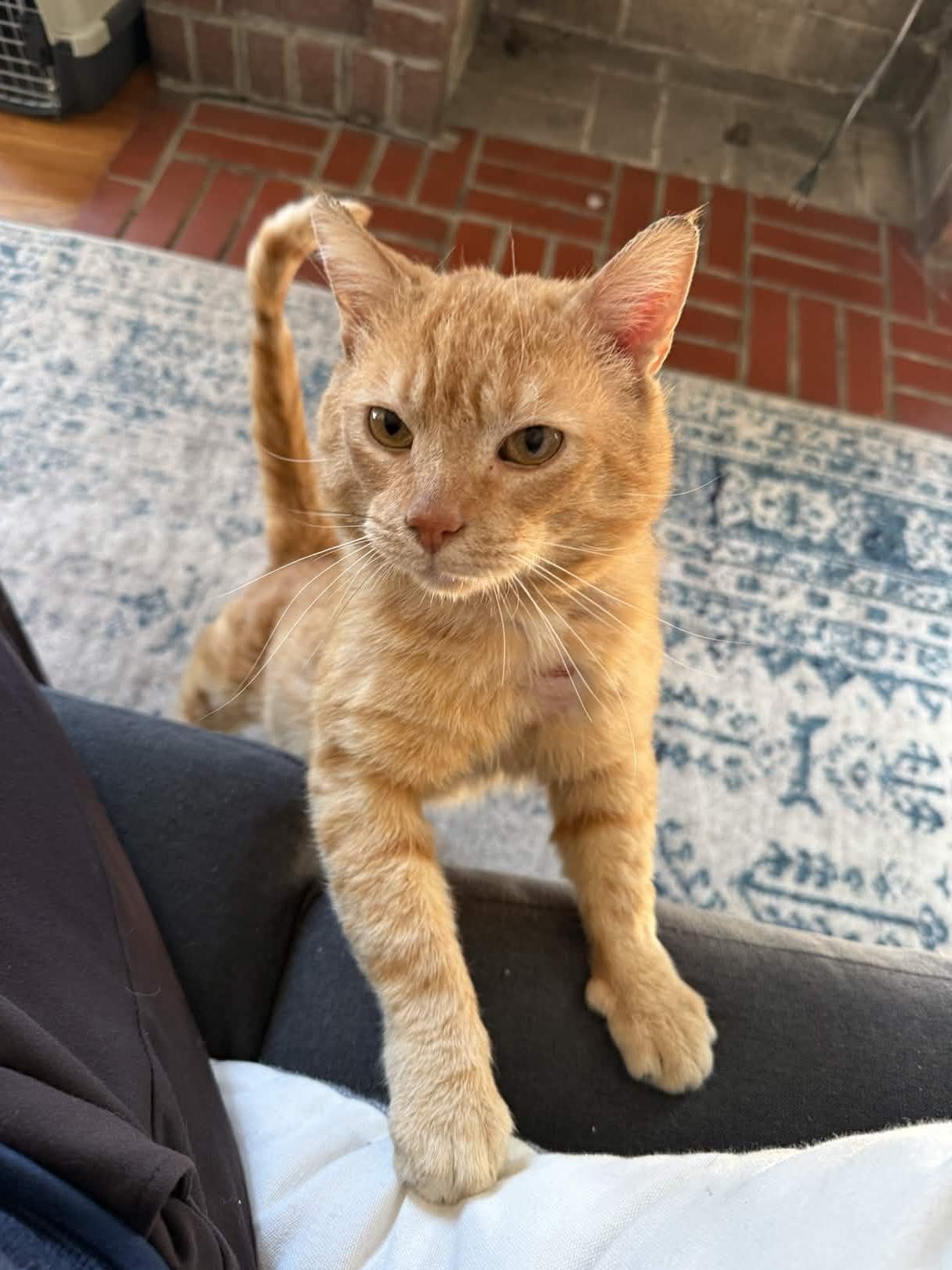 Enlarge Gene Parmesan, a Adoptable Domestic Short Hair in Cleveland Heights, OH image 6/6