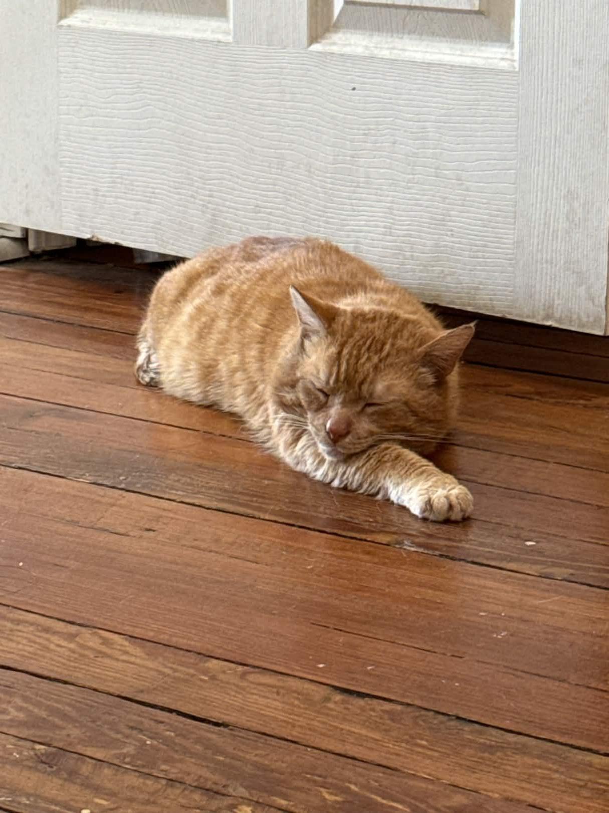 Enlarge Gene Parmesan, a Adoptable Domestic Short Hair in Cleveland Heights, OH image 3/6