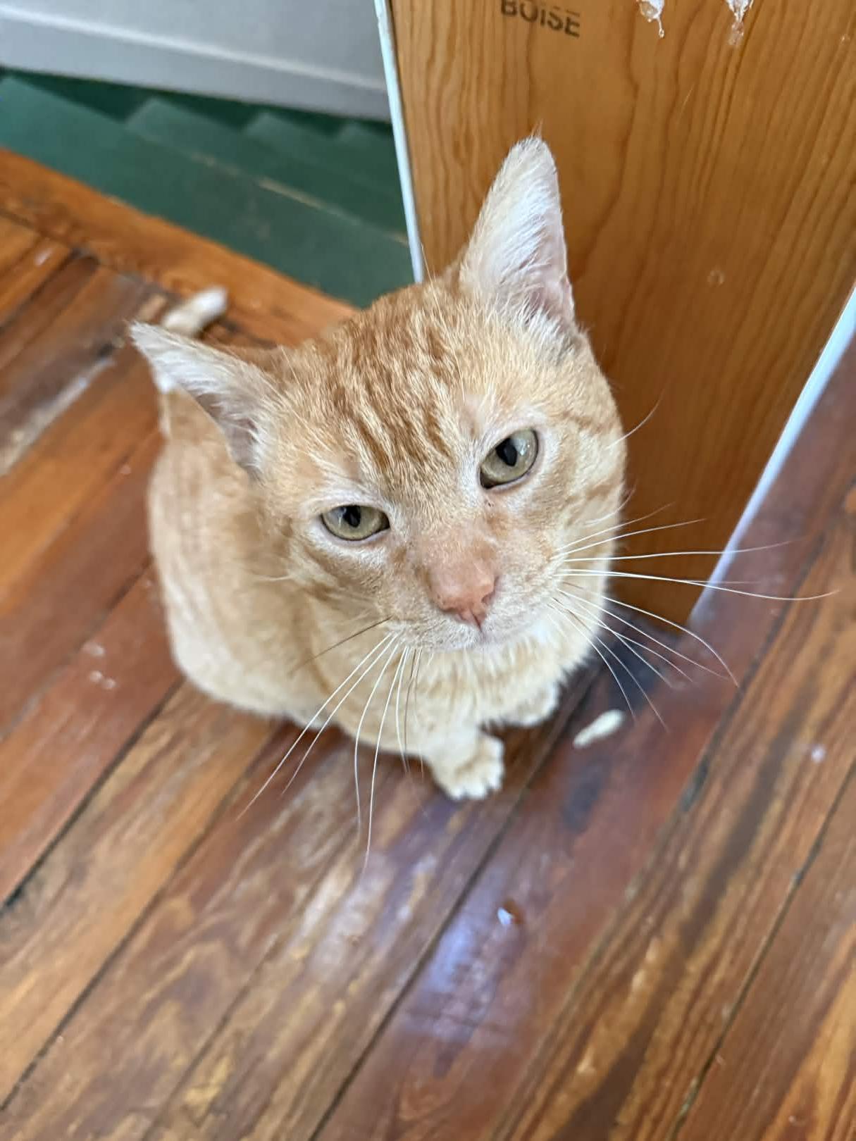 Gene Parmesan, Adoptable, Adult Male Domestic Short Hair.