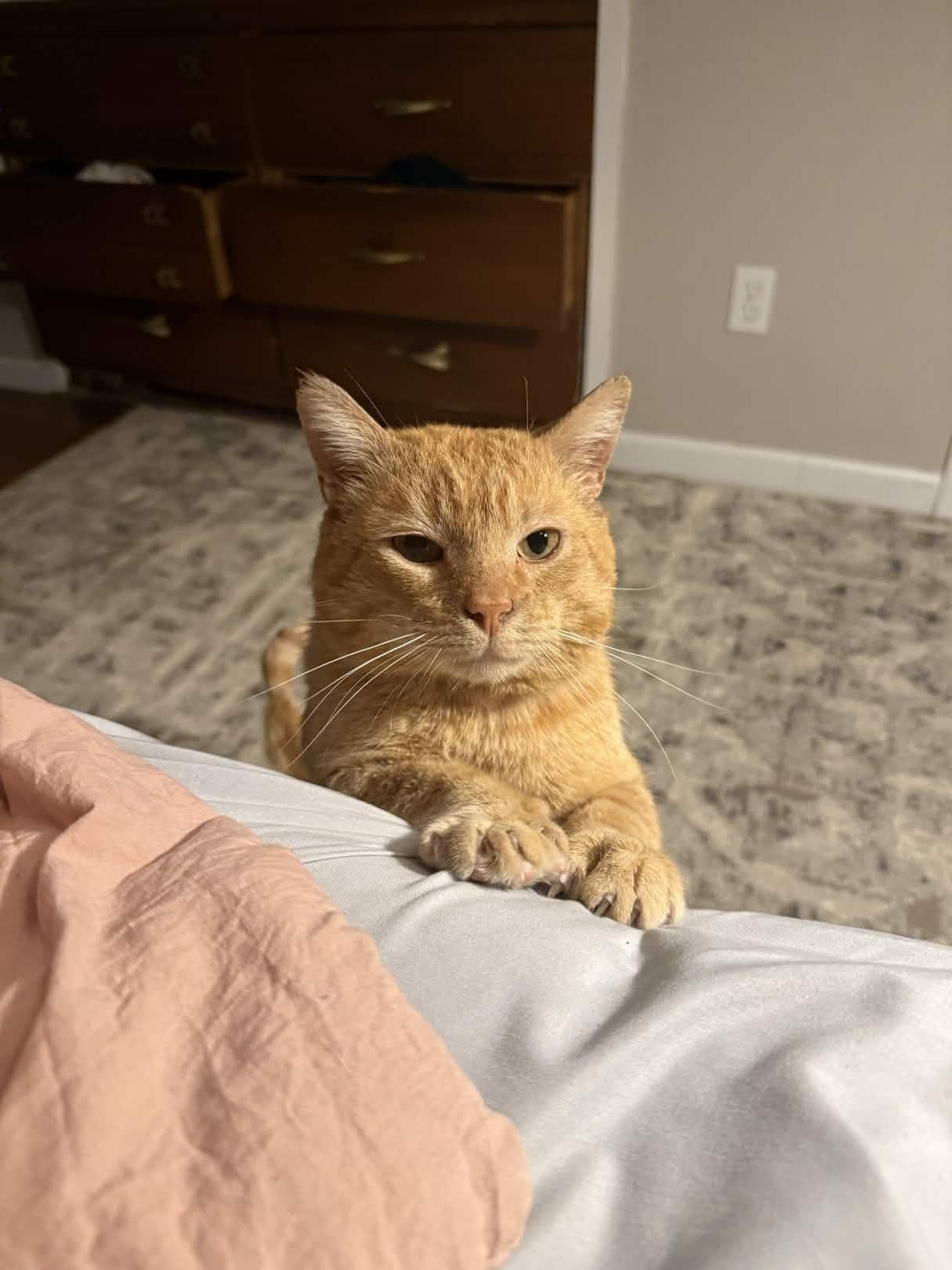 Gene Parmesan, Adoptable, Adult Male Domestic Short Hair.