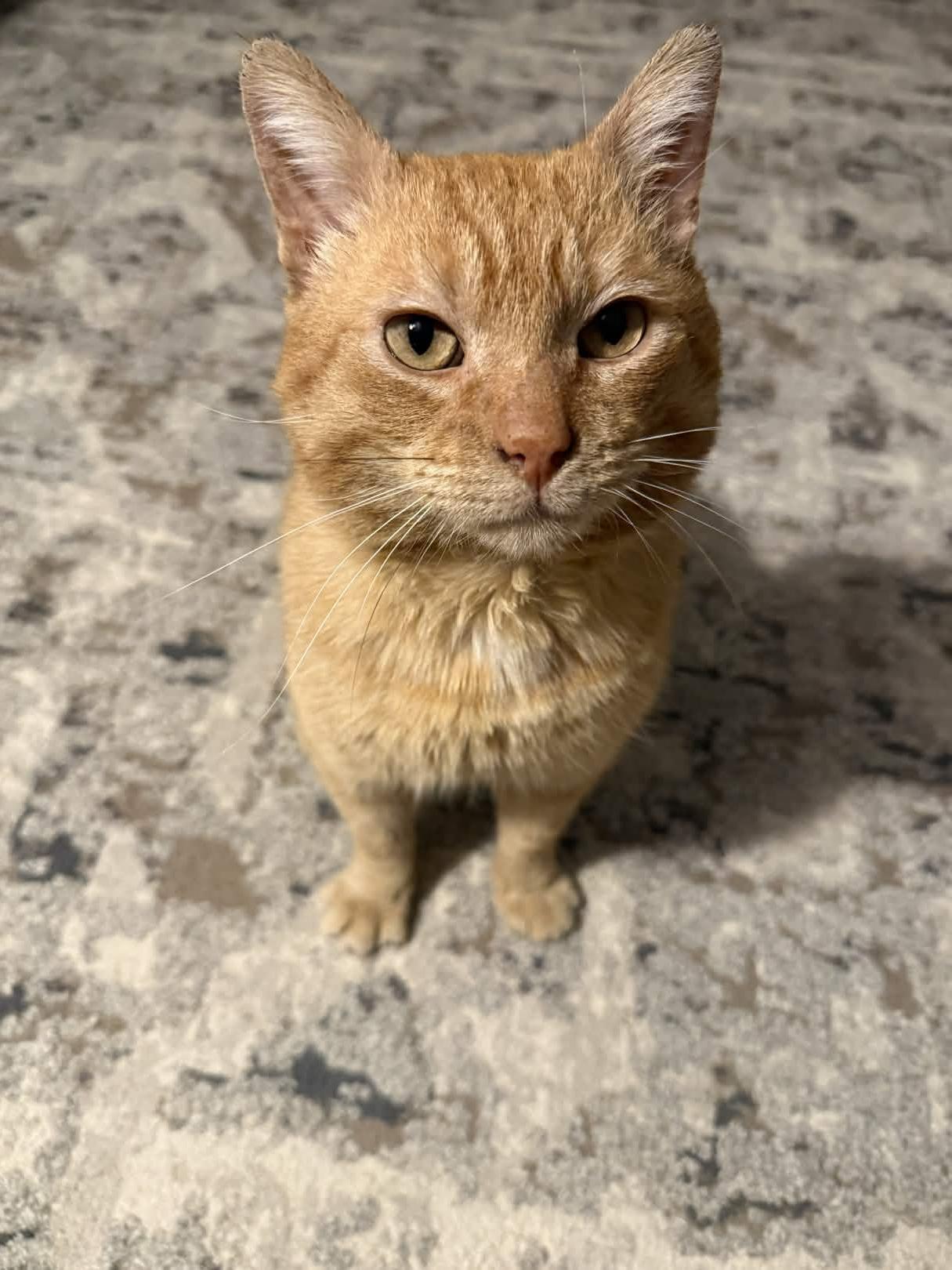 Enlarge Gene Parmesan, a Adoptable Domestic Short Hair in Cleveland Heights, OH image 4/6