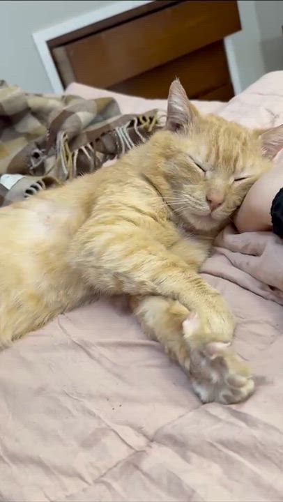 Enlarge Gene Parmesan, a Adoptable Domestic Short Hair in Cleveland Heights, OH video 5/6