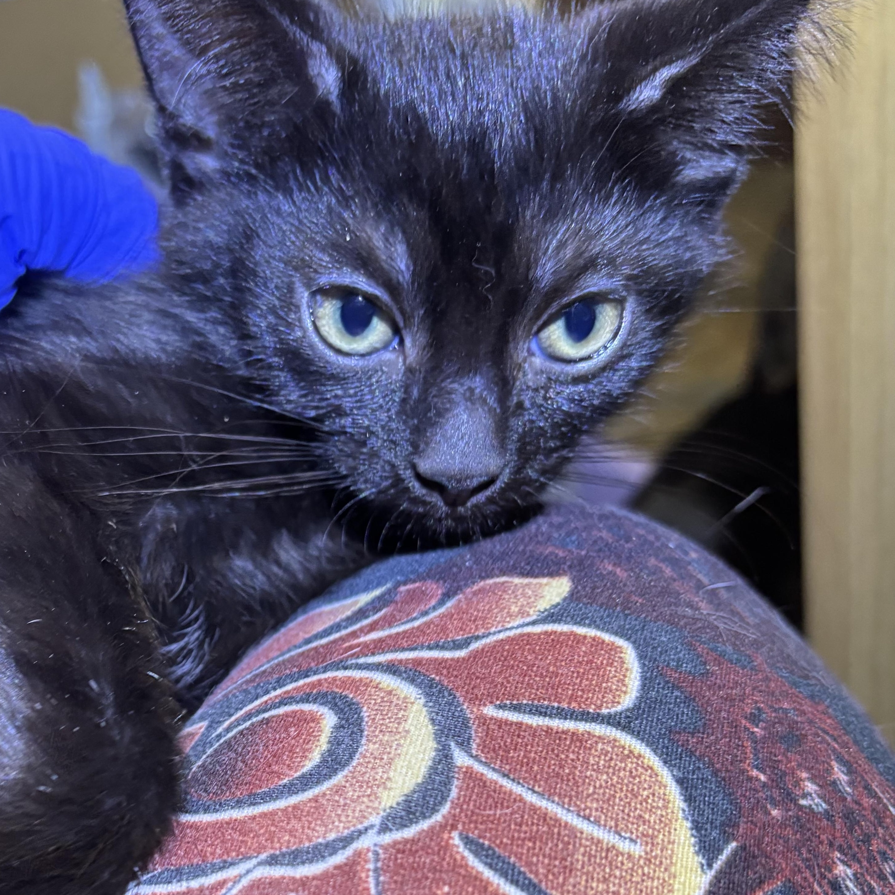 HOPSCOTCH, Baby Female Domestic Short Hair