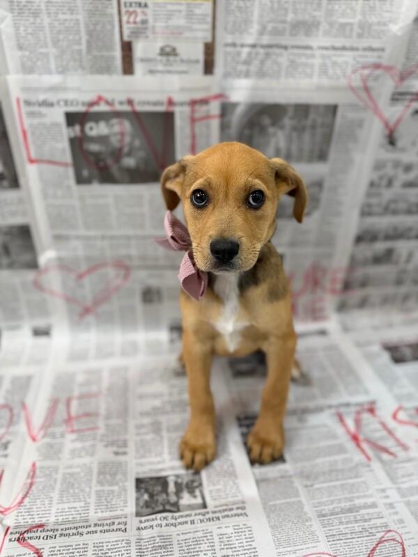 Stella Celestial — thumbnail 2