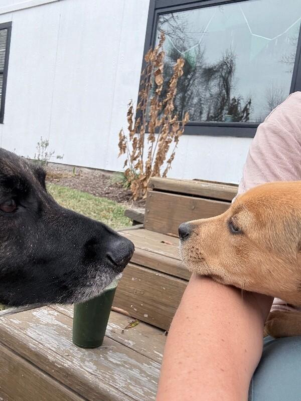 Stella Celestial — thumbnail 4