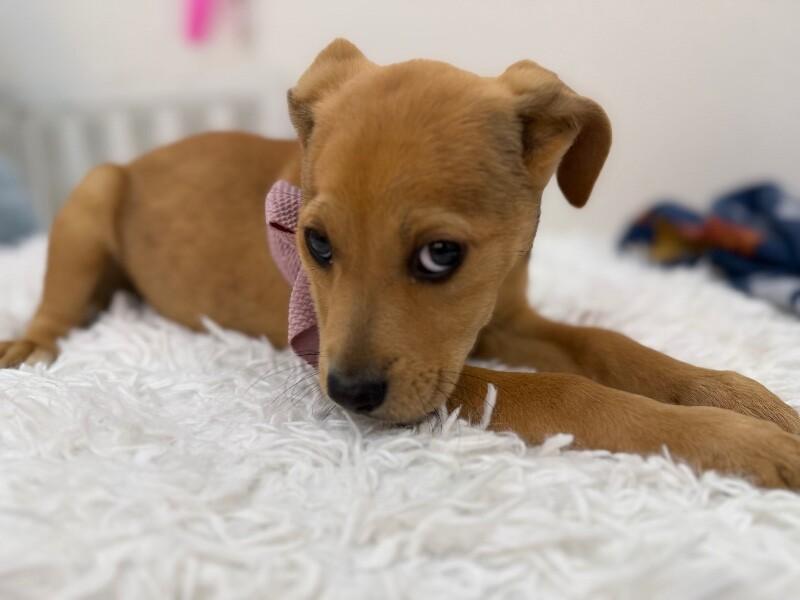 Stella Celestial — thumbnail 5