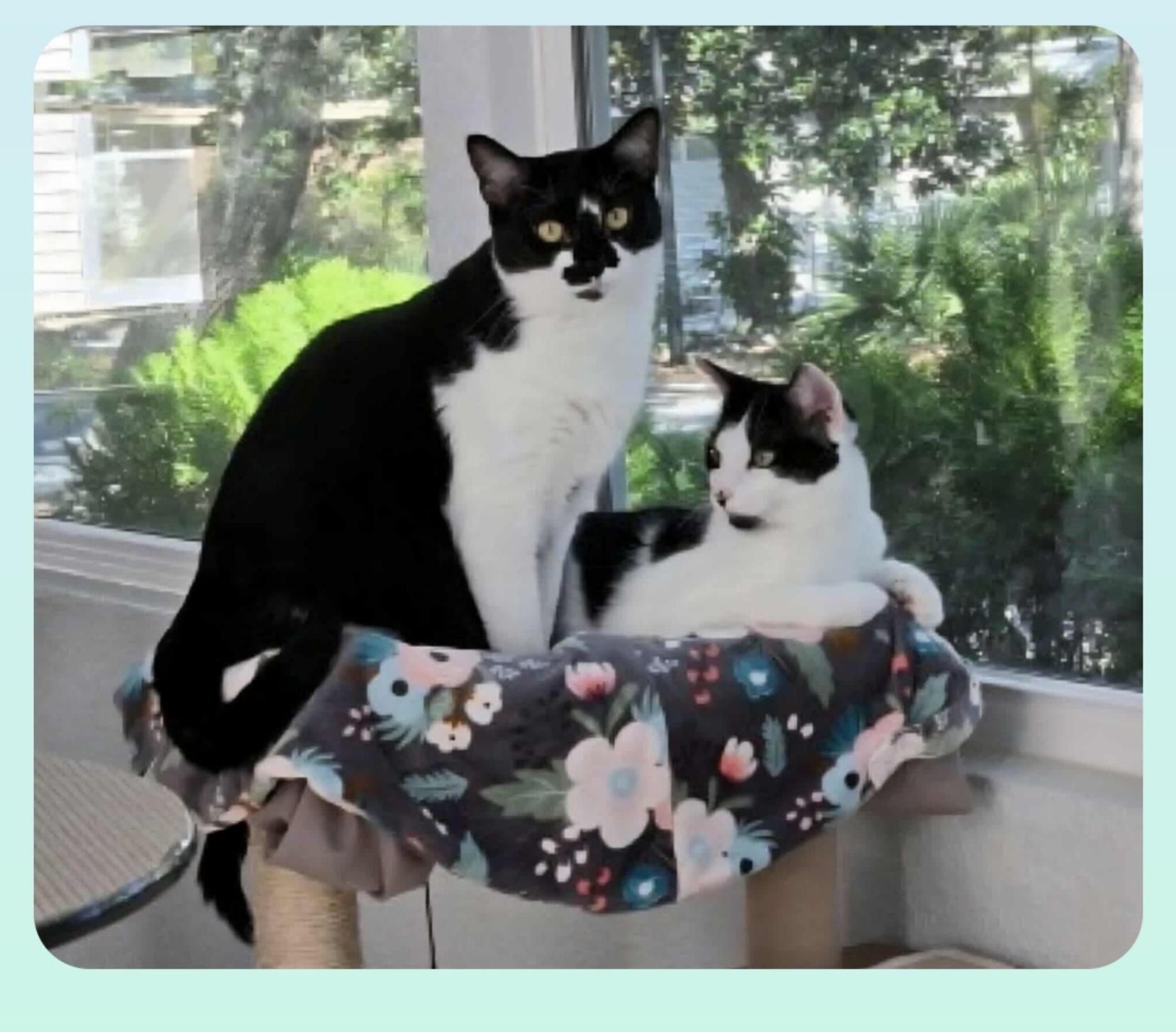 Rosie ( In Orlando  Fl), Adoptable, Young Female American Shorthair.