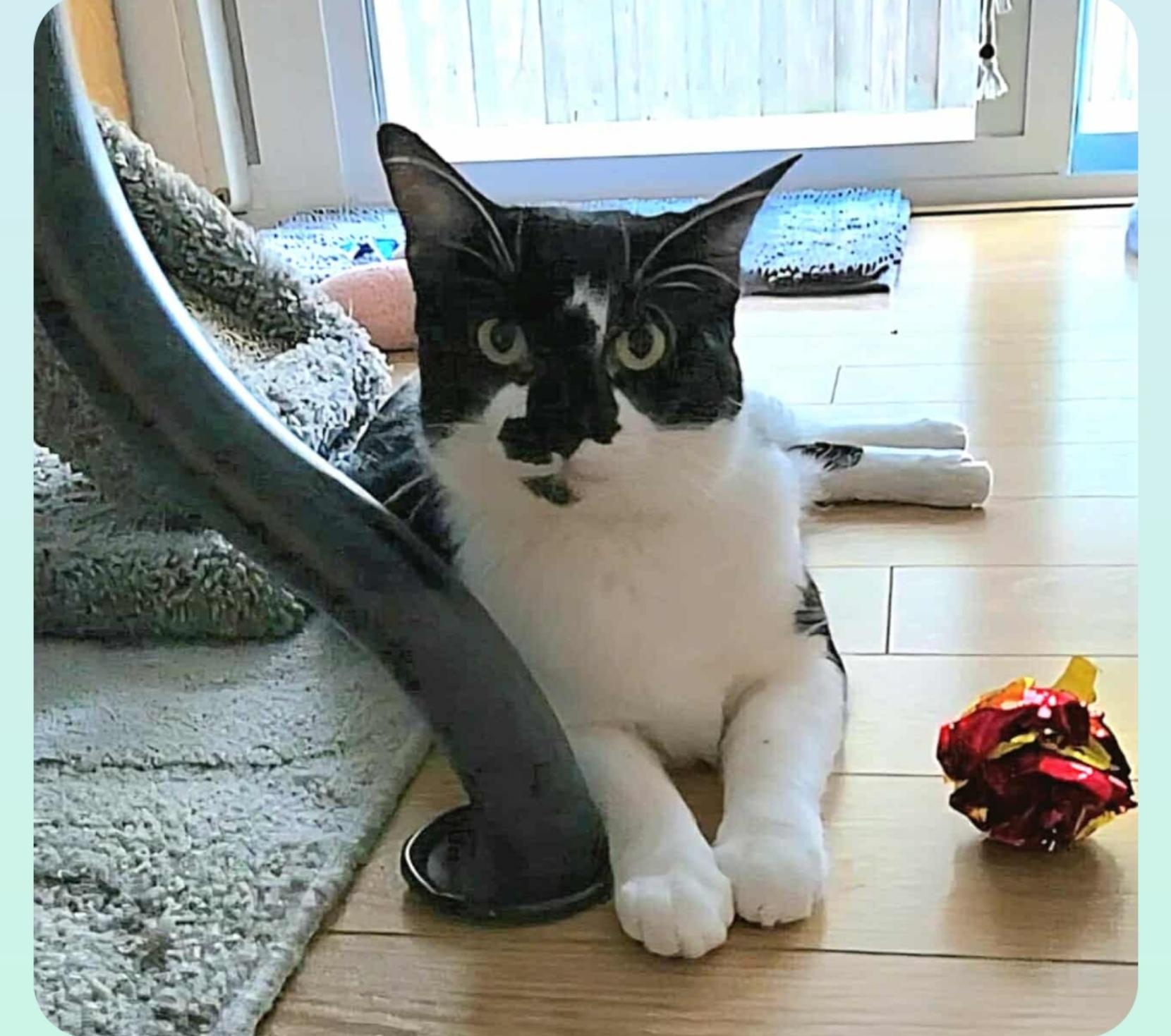 Rosie ( In Orlando Fl), Adoptable, Young Female American Shorthair.