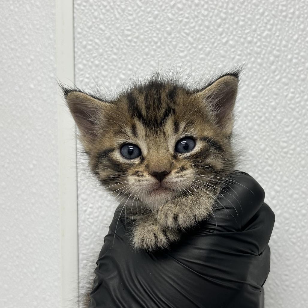 Ditzy Dolly, Adoptable, Kitten Female Domestic Short Hair.