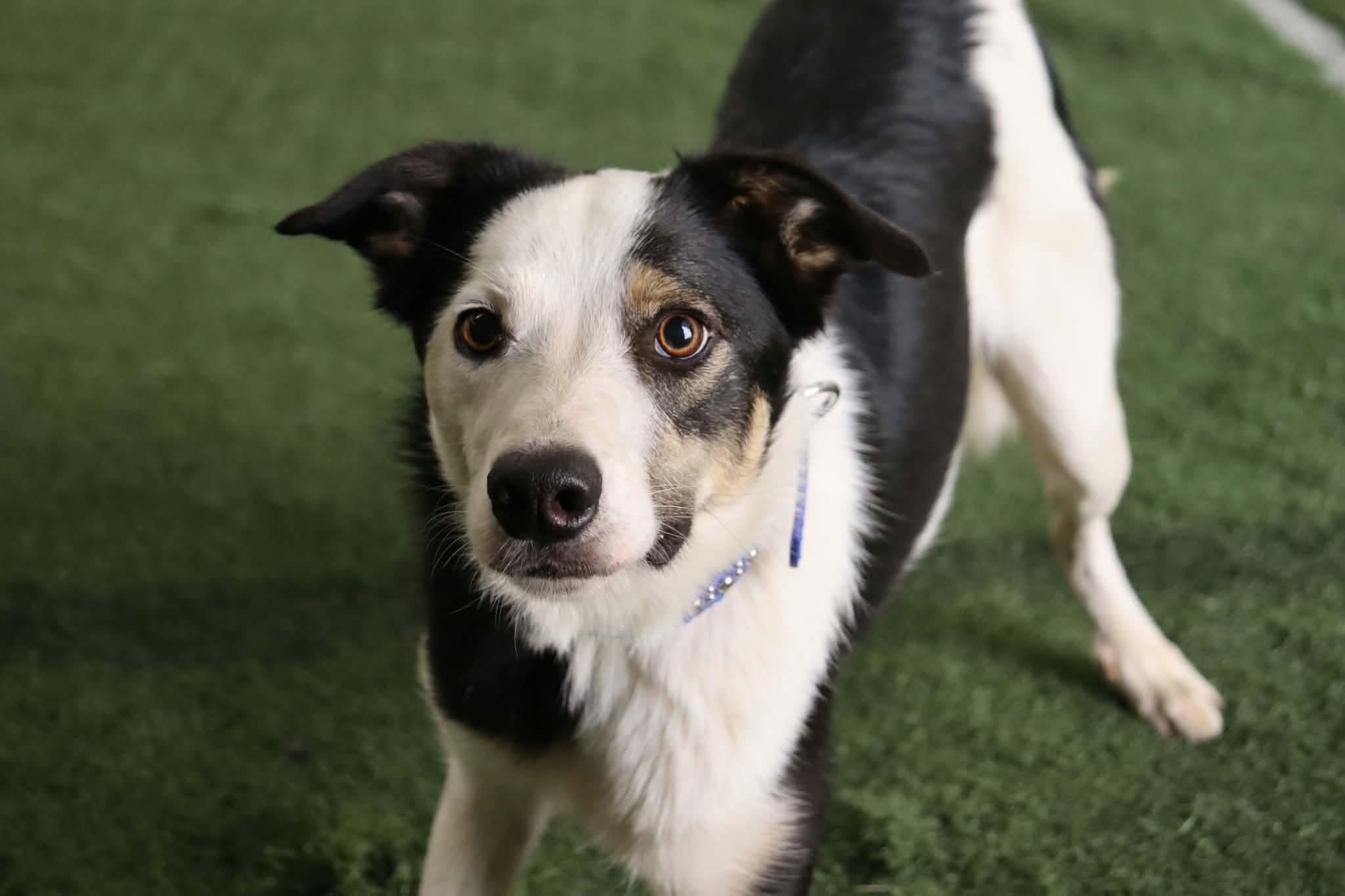Enlarge Courtesy listing - Biscuit, a Adoptable Border Collie in Bend, OR image 2/2