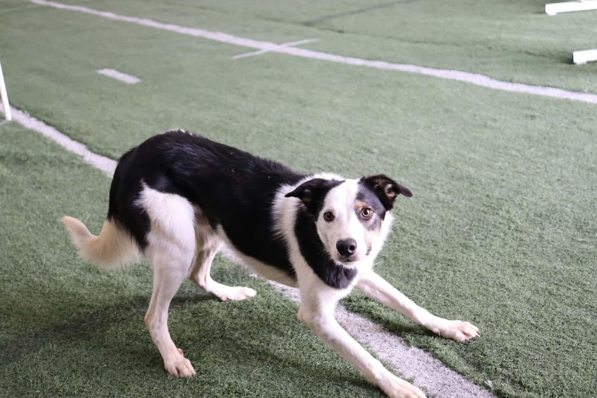 Courtesy listing - Biscuit, Adoptable, Adult Male Border Collie.
