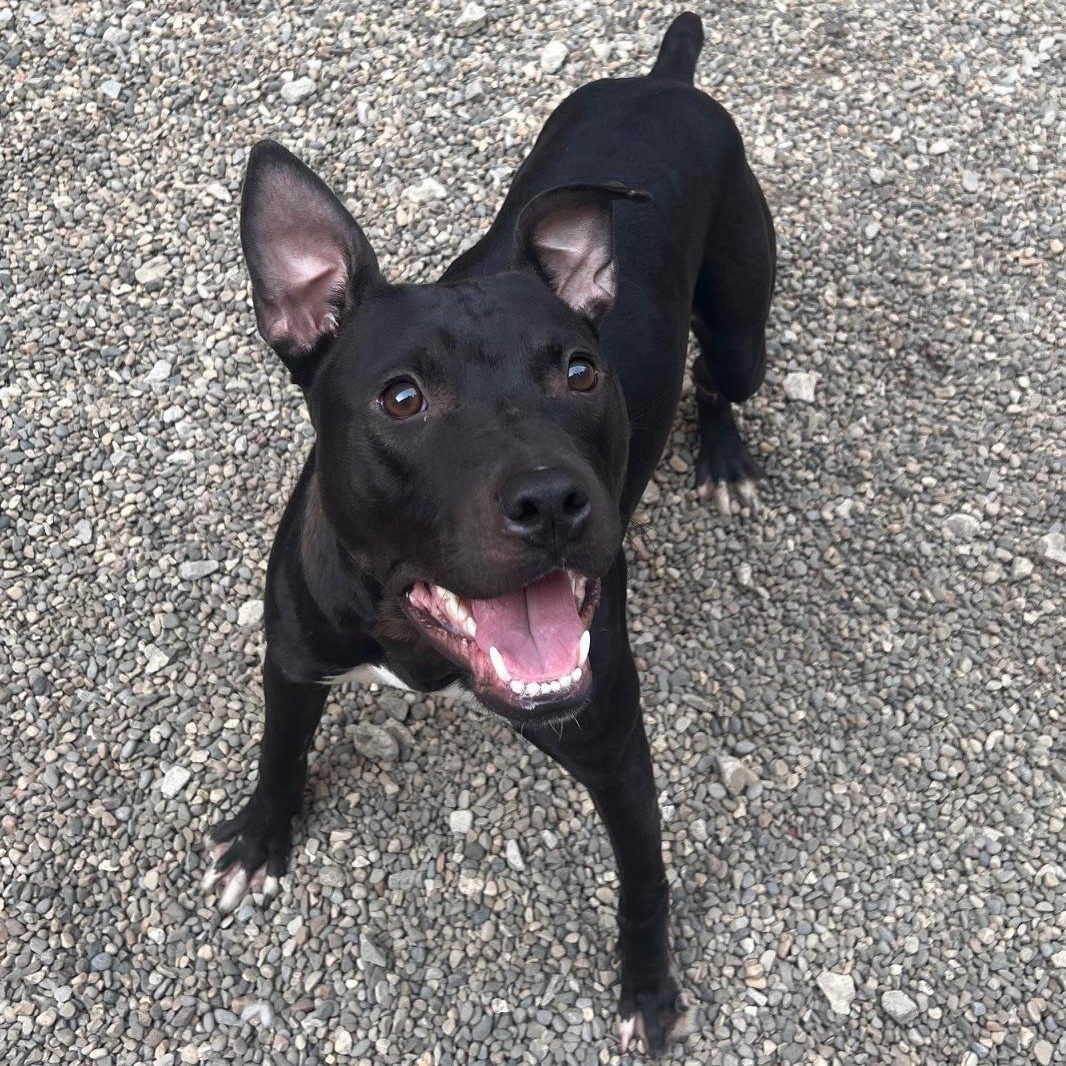 Wendy, a Adoptable Pit Bull Terrier in Oak Park, MI image 1/3