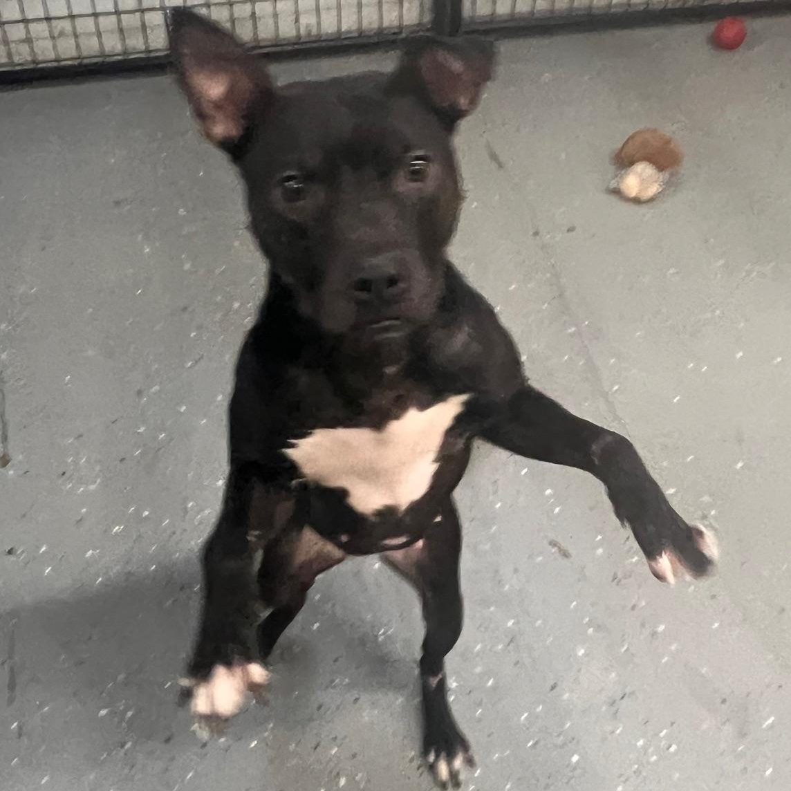 Wendy, a Adoptable Pit Bull Terrier in Oak Park, MI image 2/3