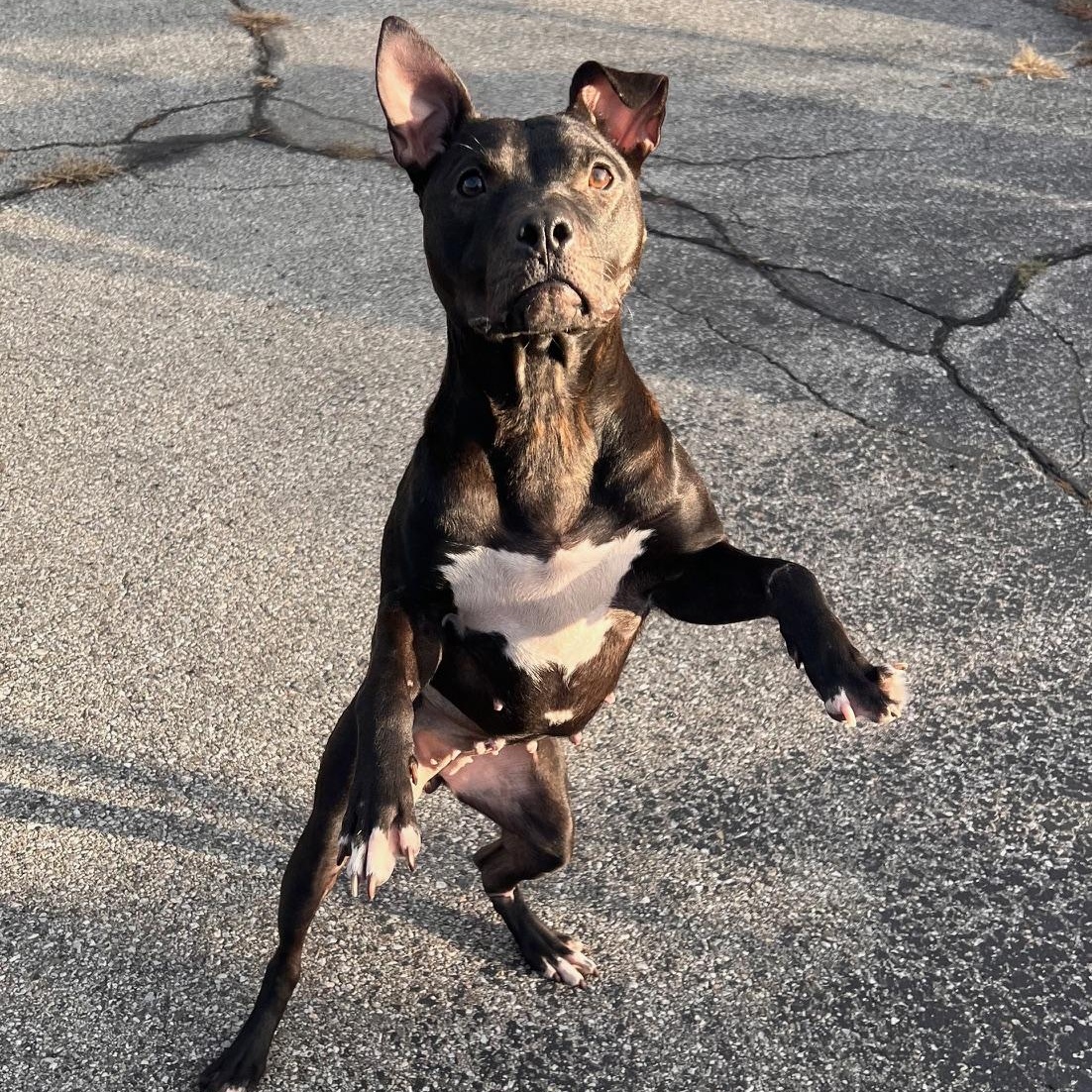 Wendy, a Adoptable Pit Bull Terrier in Oak Park, MI image 3/3