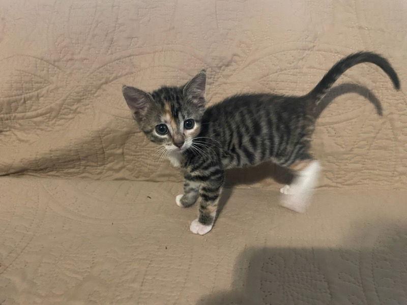 Enlarge Charlotte, a Adopted Domestic Short Hair in Alpharetta, GA image 1/3