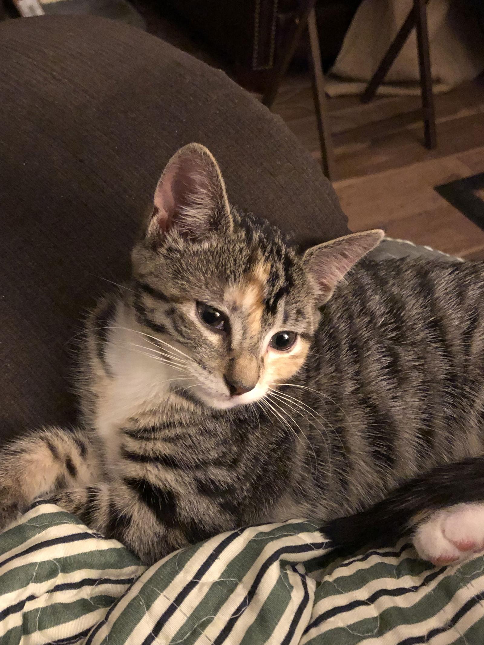 Enlarge Charlotte, a Adopted Domestic Short Hair in Alpharetta, GA image 2/3