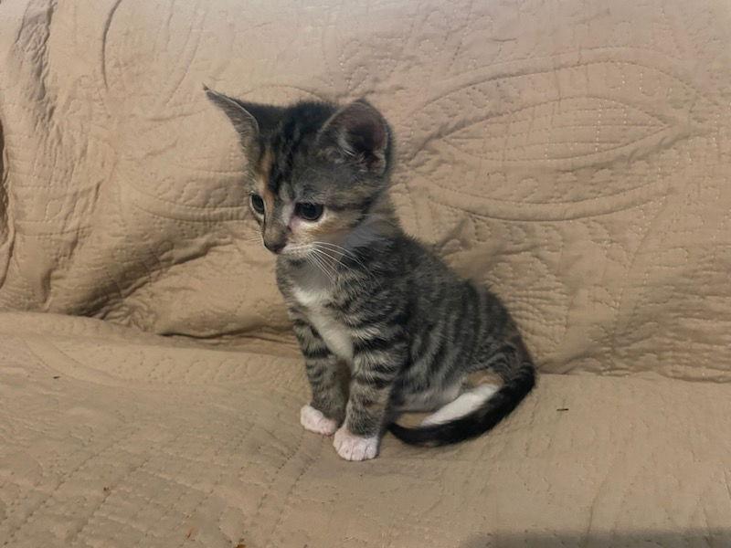 Enlarge Charlotte, a Adopted Domestic Short Hair in Alpharetta, GA image 3/3