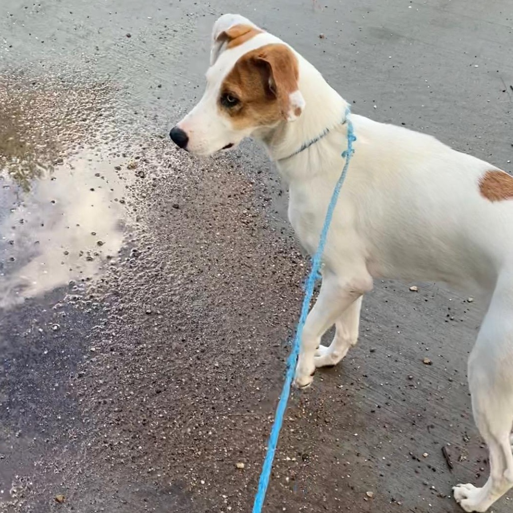 SASSY — thumbnail 2