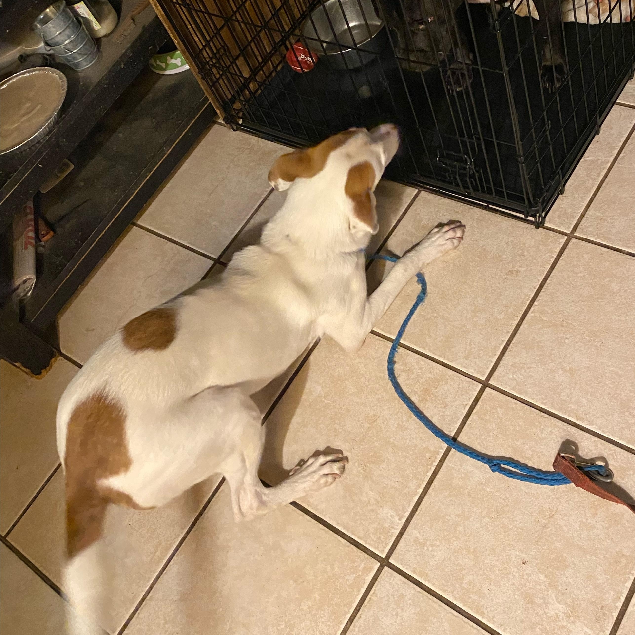 SASSY — thumbnail 3