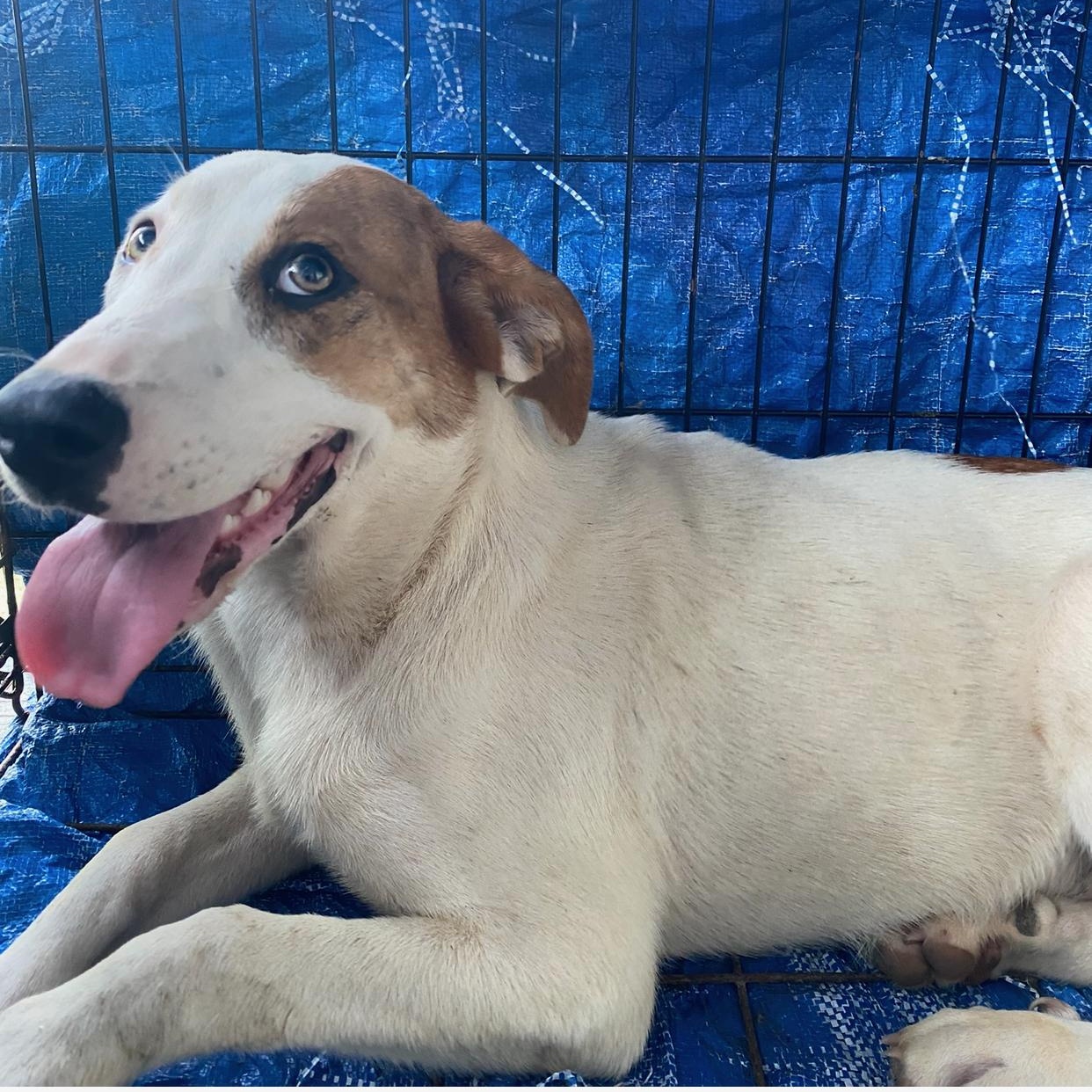 SASSY — thumbnail 4