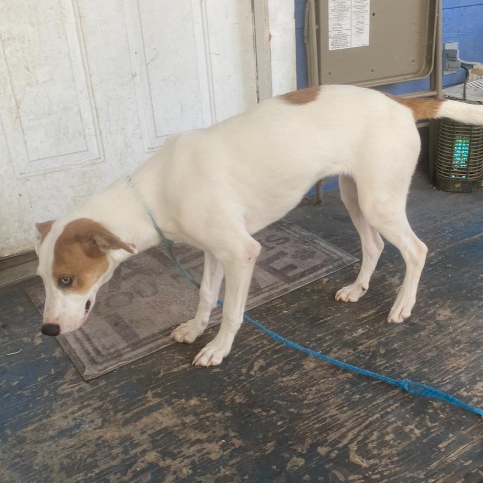 SASSY — thumbnail 5