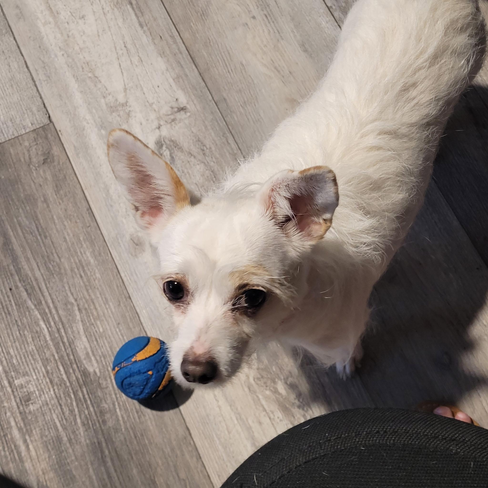 Enlarge Heidi, a Adoptable Chihuahua in Murrieta, CA image 2/3