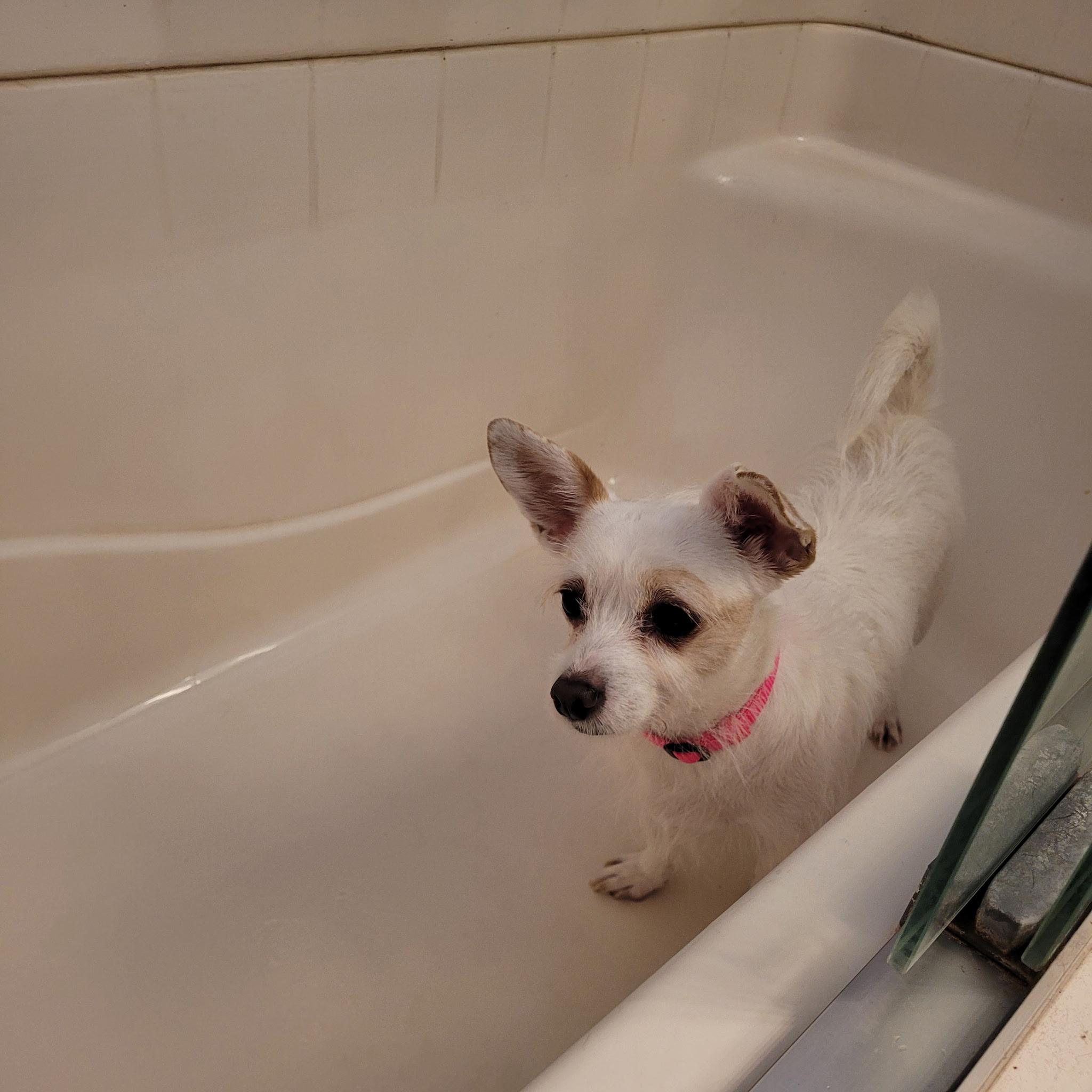 Enlarge Heidi, a Adoptable Chihuahua in Murrieta, CA image 3/3