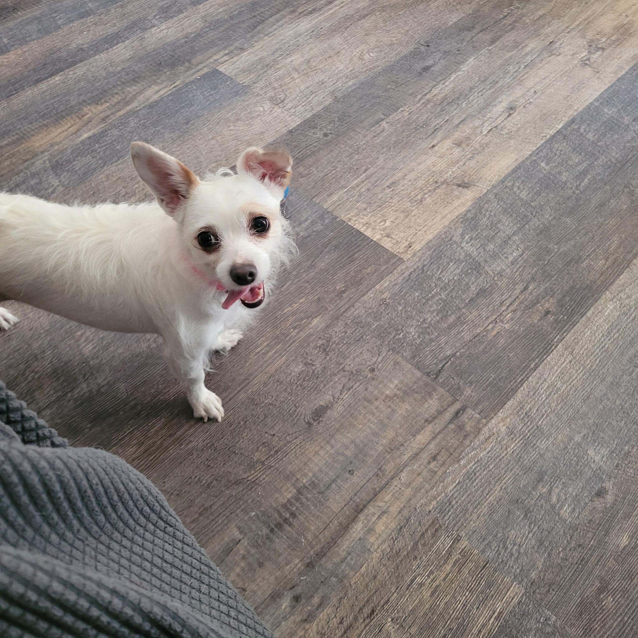 Enlarge Heidi, a Adoptable Chihuahua in Murrieta, CA image 1/3